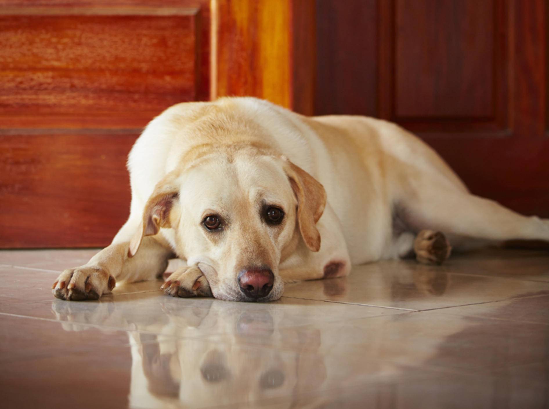 Trennungsangst kann ein Grund dafür sein, wenn Hunde vor der Tür warten – Shutterstock / Jaromir Chalabala