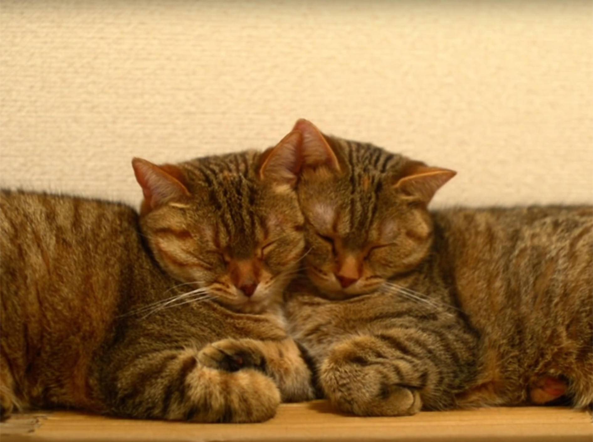 Michelle und May: Zwei Katzenzwillingsschwestern sind unzertrennlich – YouTube / 10 Cats.