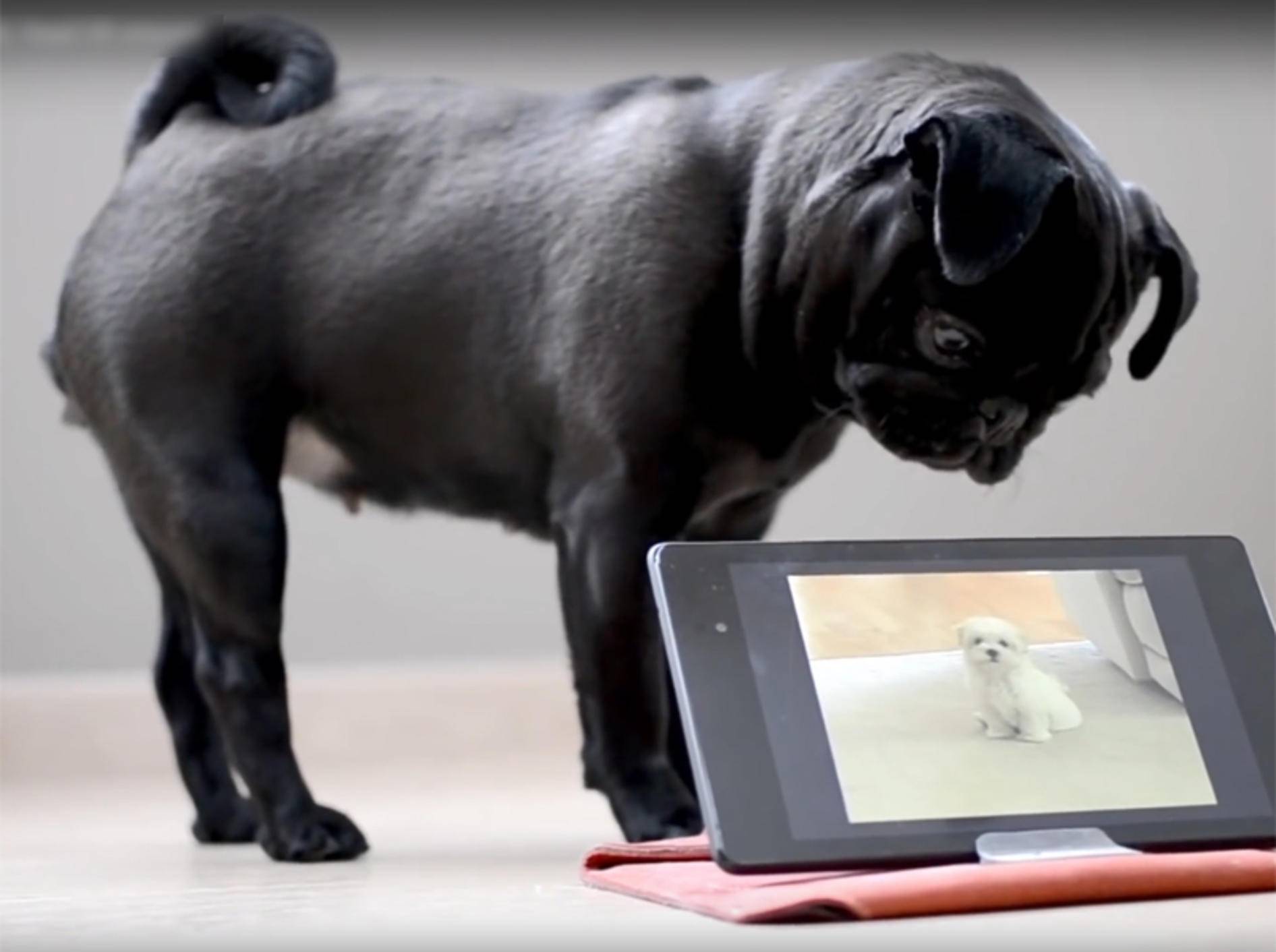 Mops Nao völlig verwirrt von Hundevideo auf dem Tablet – YouTube / Rumble Viral