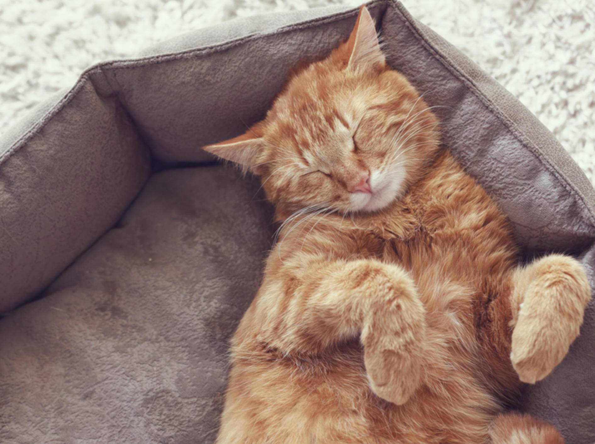 Katzen mit Ataxie können mit etwas Hilfe im Alltag ein schönes Leben führen – Shutterstock / Alena Ozerova