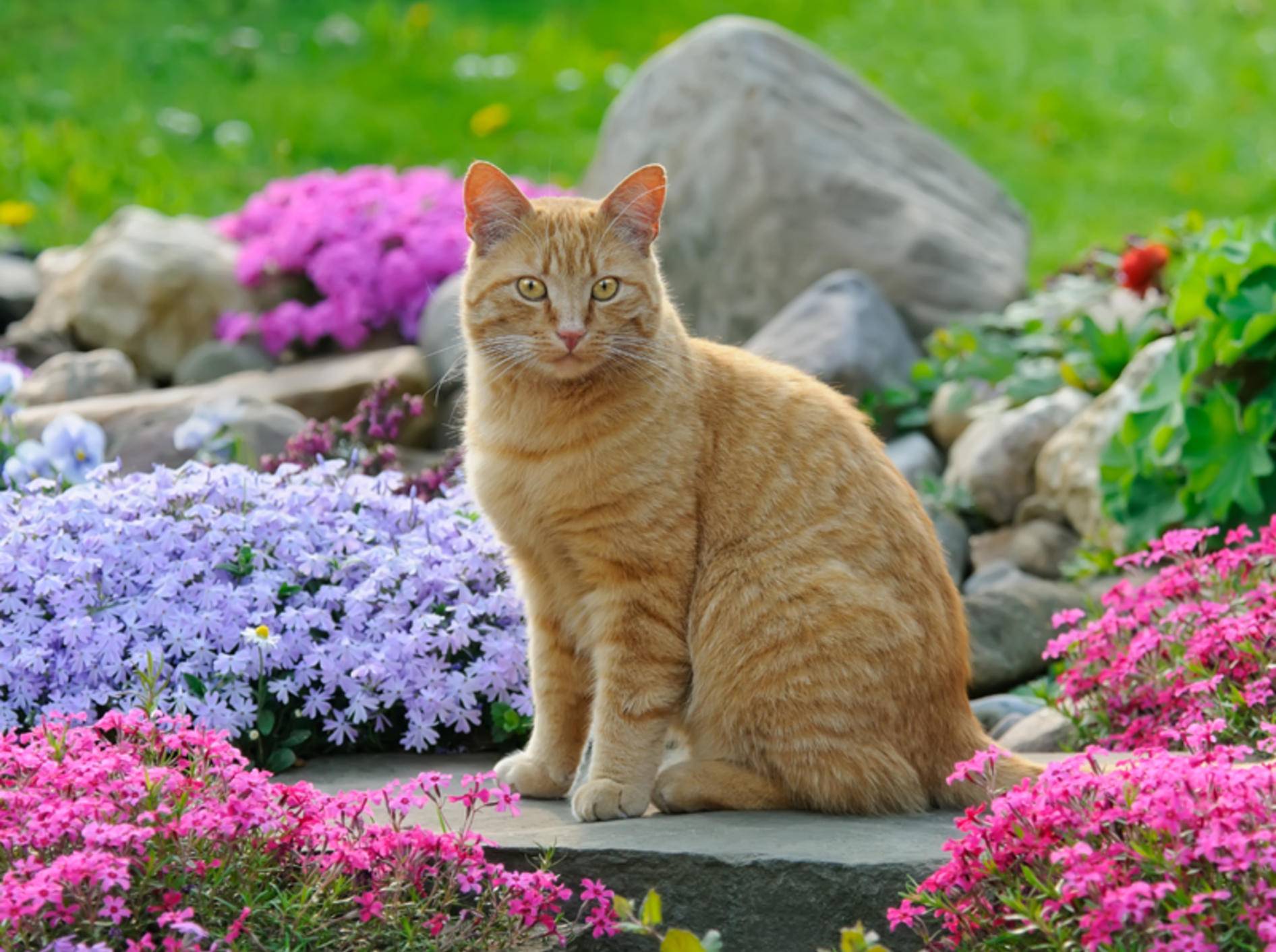 Damit Katzen den Frühling richtig genießen können, gilt es, einiges zu beachten – Shutterstock / Katho Menden