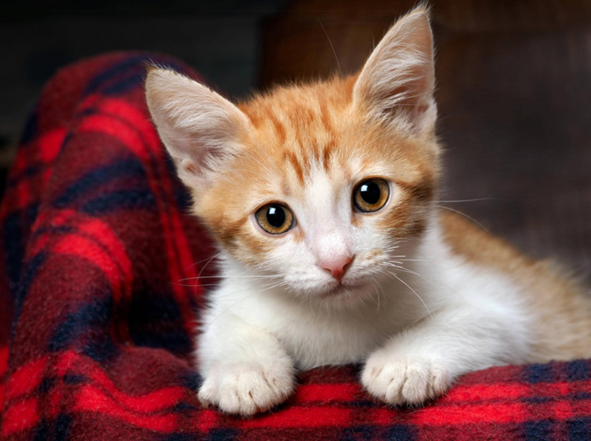 Eine taube Katze braucht im Alltag ein bisschen Unterstützung – Shutterstock / Irina Kozorog