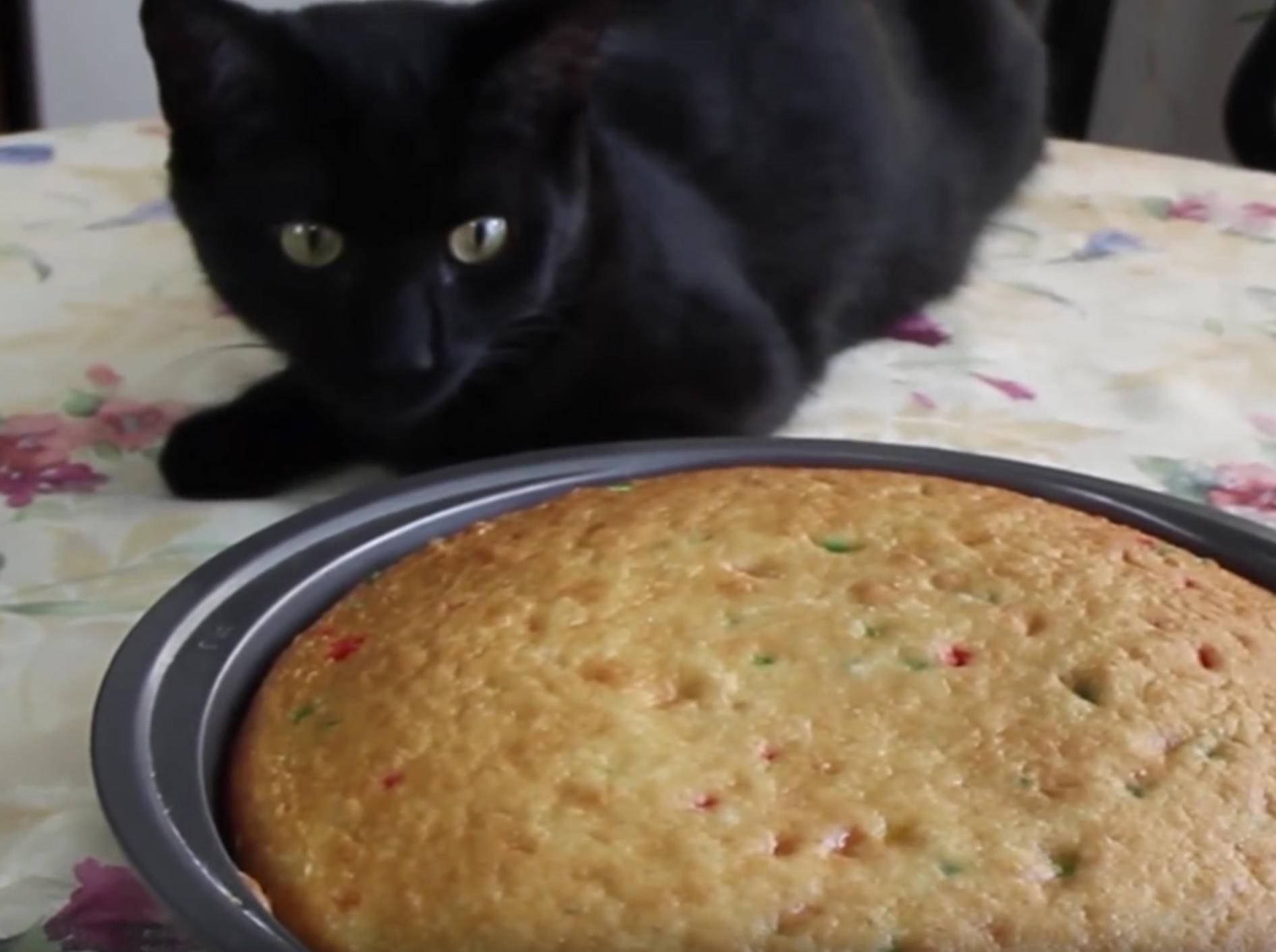 "Nimm das, du süßes Gebäck!": Katze ruiniert Kuchen – YouTube / Kitty Cat Bliss
