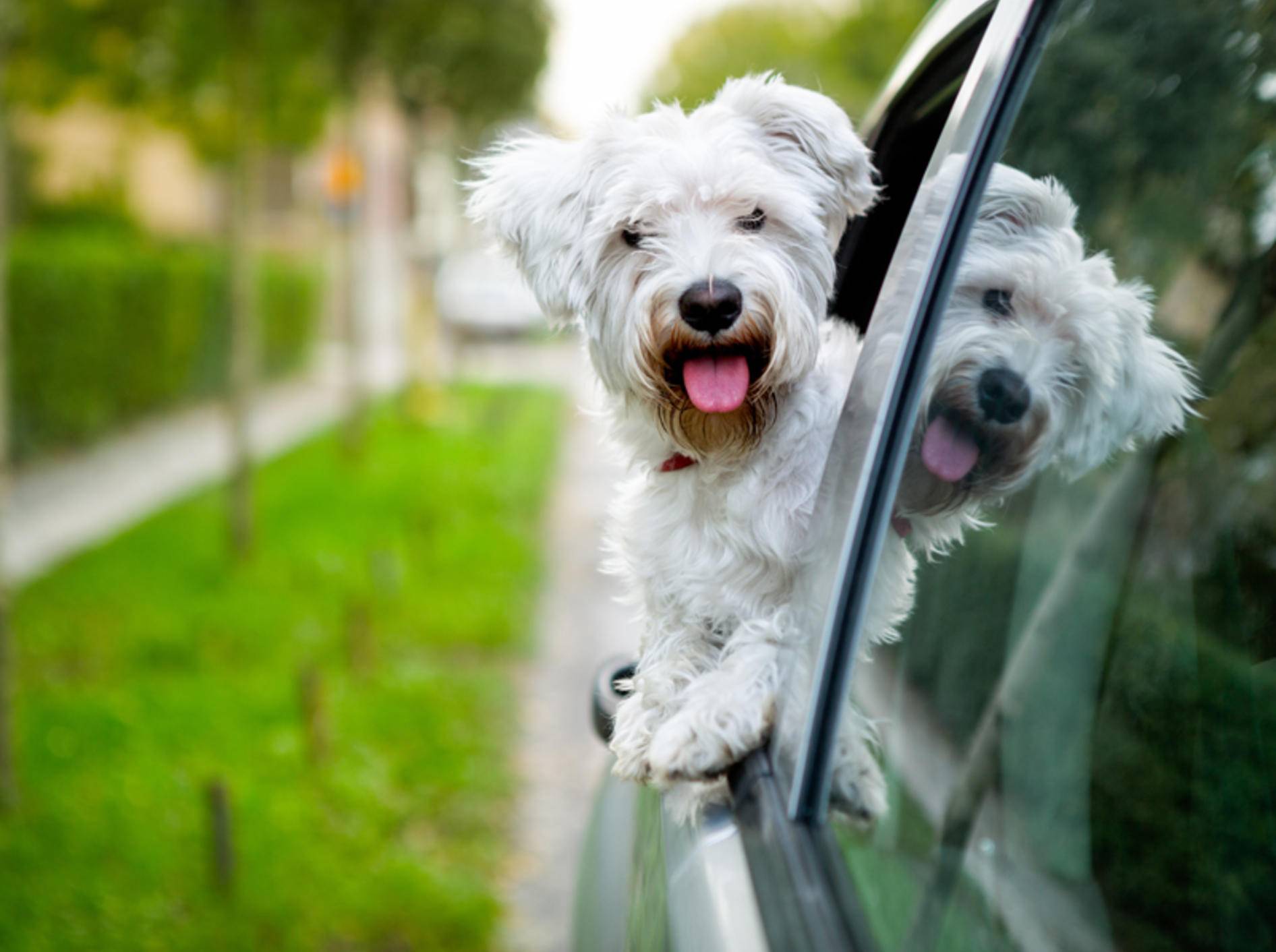"Huiiii, das macht Spaß!": Dieser süße Malteser liebt es, beim Autofahren aus dem Fenster zu sehen – Shutterstock / Lucky Business