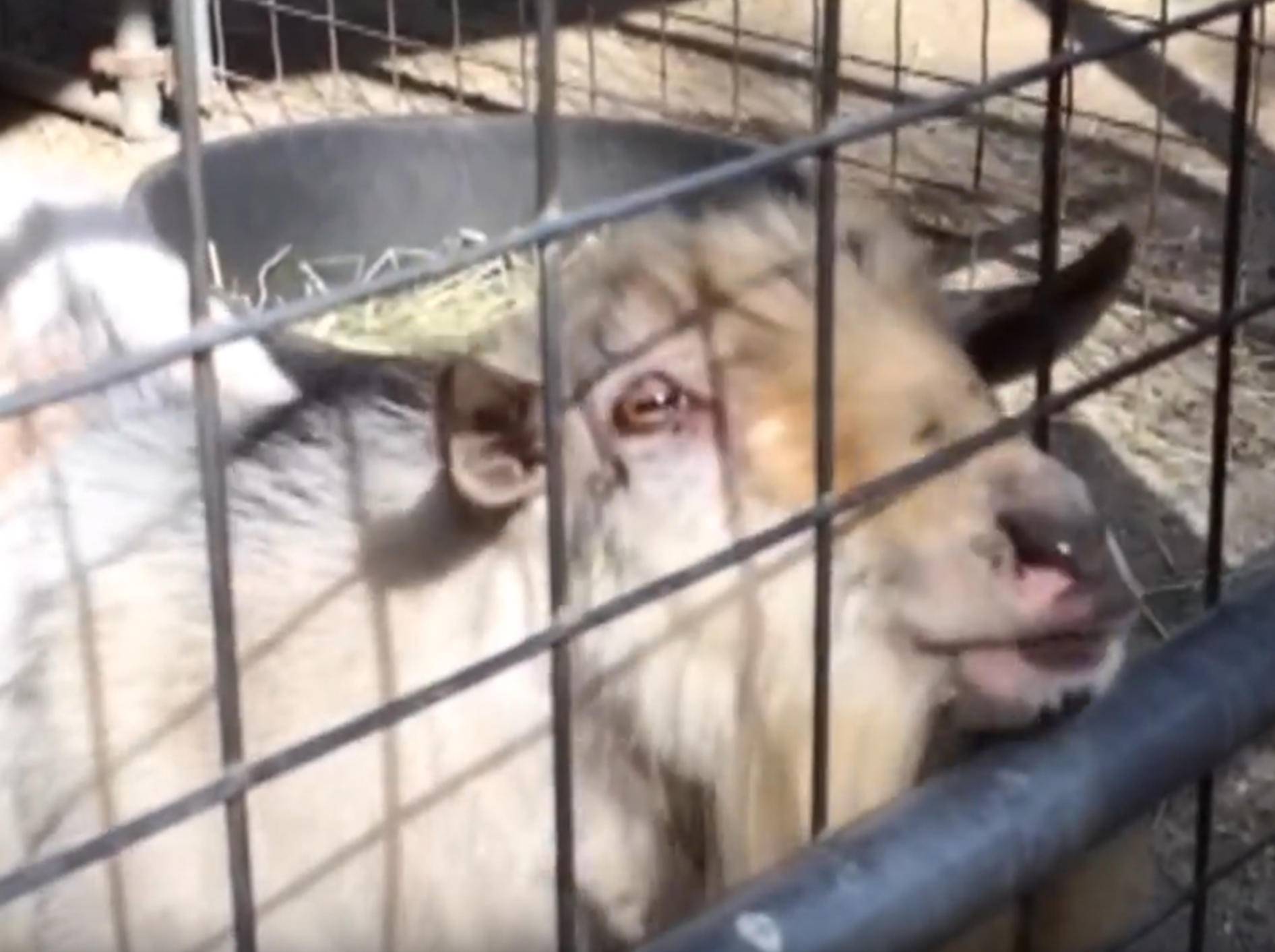 "Pfflmblmbäh": Ziege macht lustige Geräusche – YouTube / Kyoot Animals