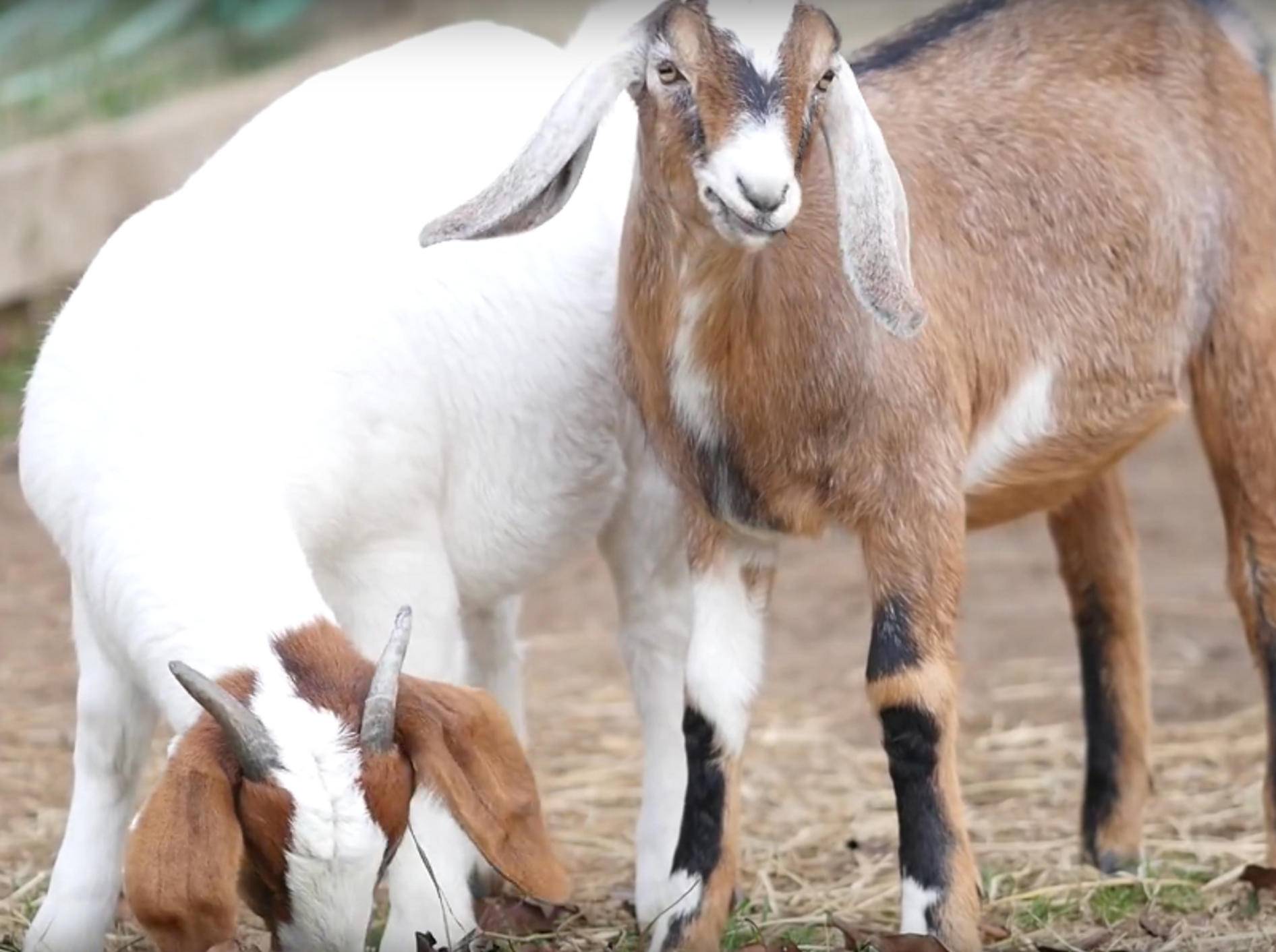 Die beiden Ziegenfreunde machen einfach alles gemeinsam! Wie süß! – YouTube / farmsanctuary1