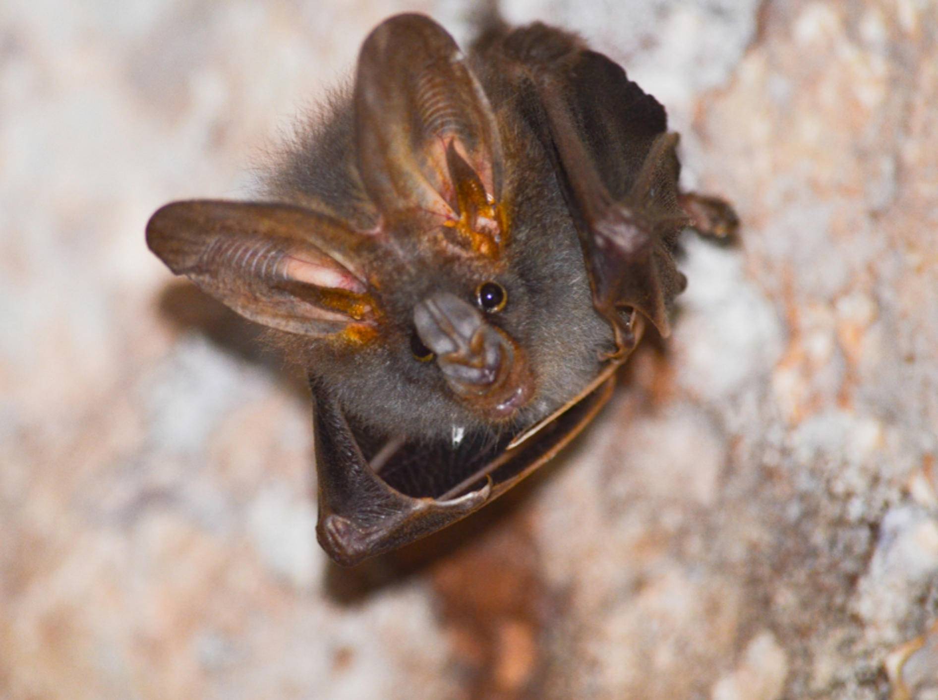 Eigentlich "übernachten" Fledermäuse tagsüber in Höhlen und nicht in Wohnhäusern – Shutterstock / Visanuwit thongon