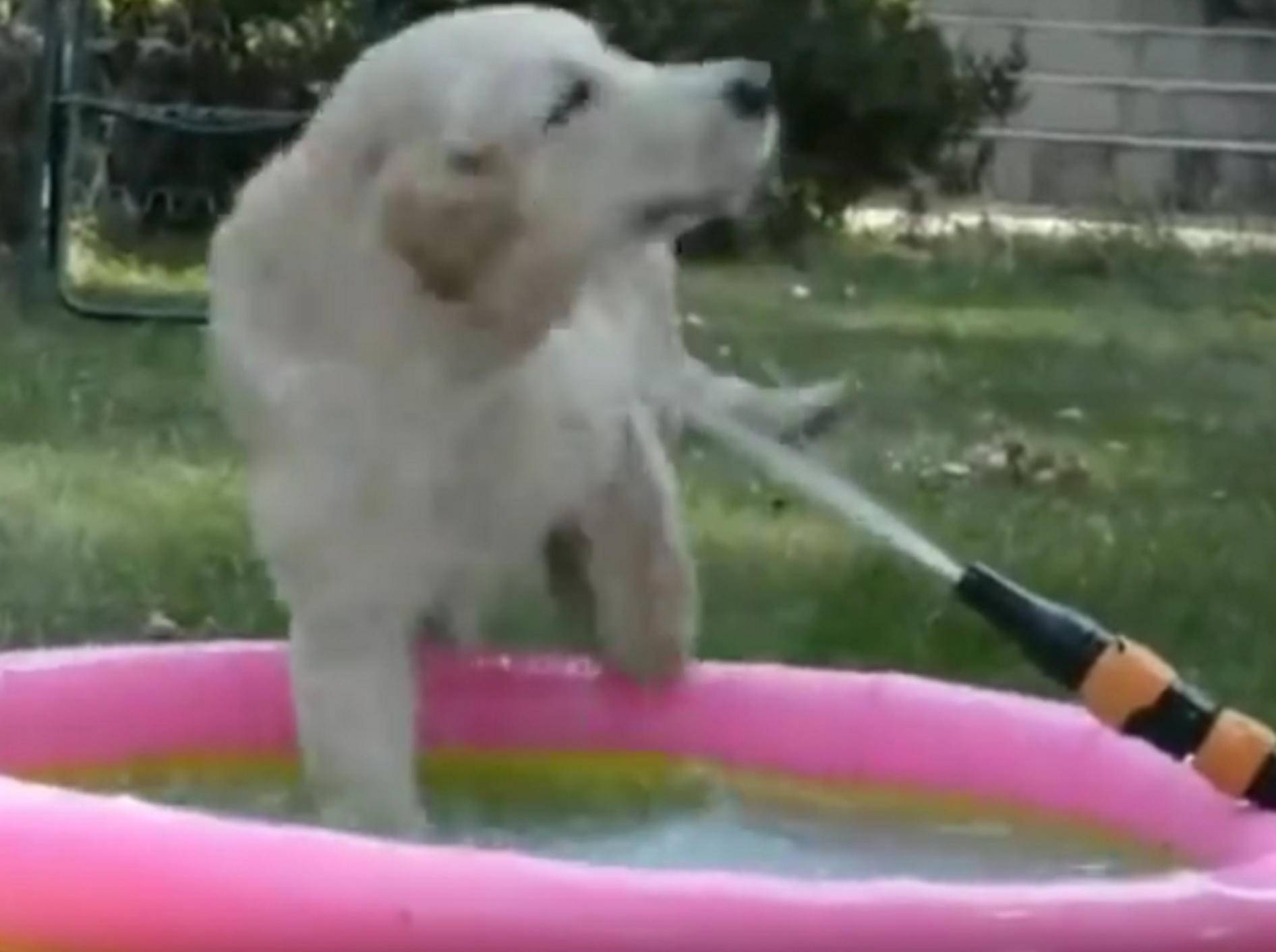 Der kleine Golden Retriever hat einen neuen Freund in diesem spannenden Wasserstrahl gefunden – YouTube / Rumble Viral