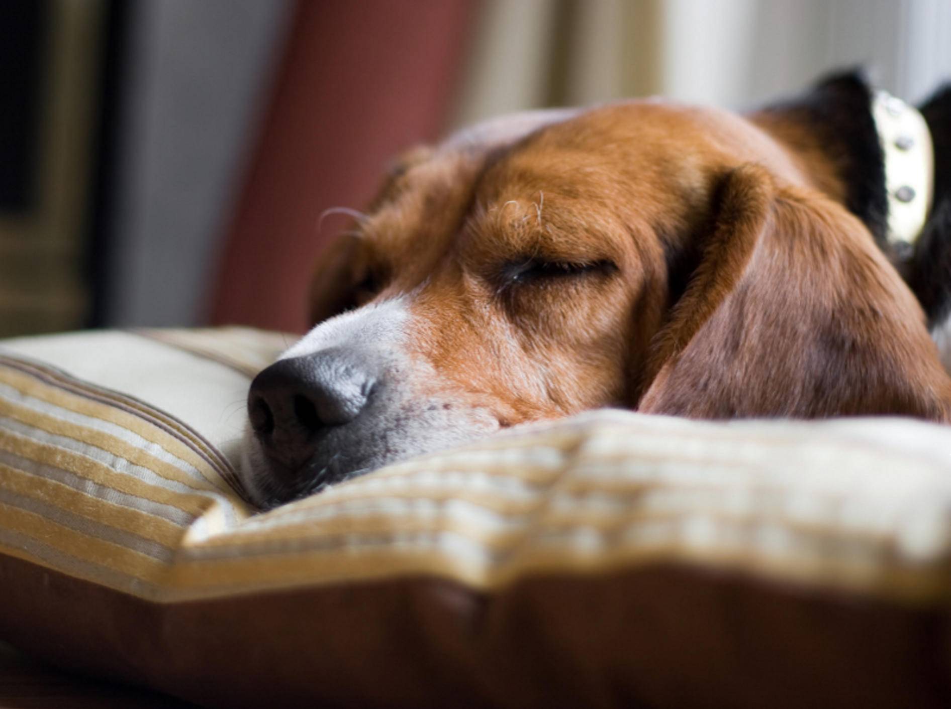 Schlaf ist für alle Lebewesen lebensnotwendig und sollte daher erholsam sein – Shutterstock / ARENA Creative