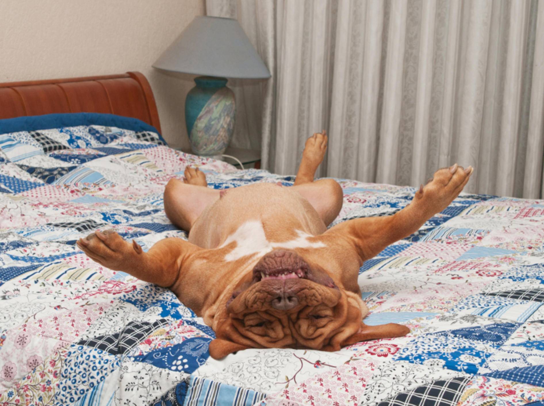 4 Schlafgewohnheiten Von Hunden Und Ihre Bedeutung