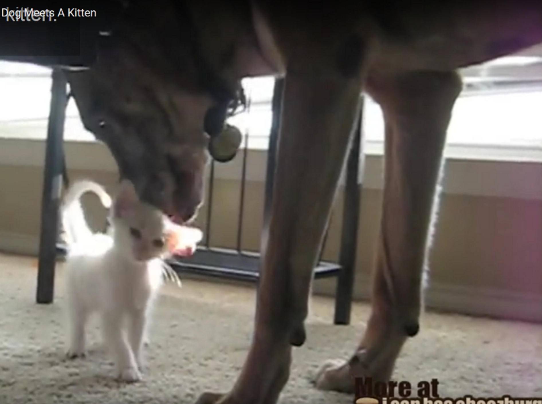 Der ehemalige Militärhund scheint sich sofort in das Kätzchen verliebt zu haben – YouTube / ICanHasCheezburger.com