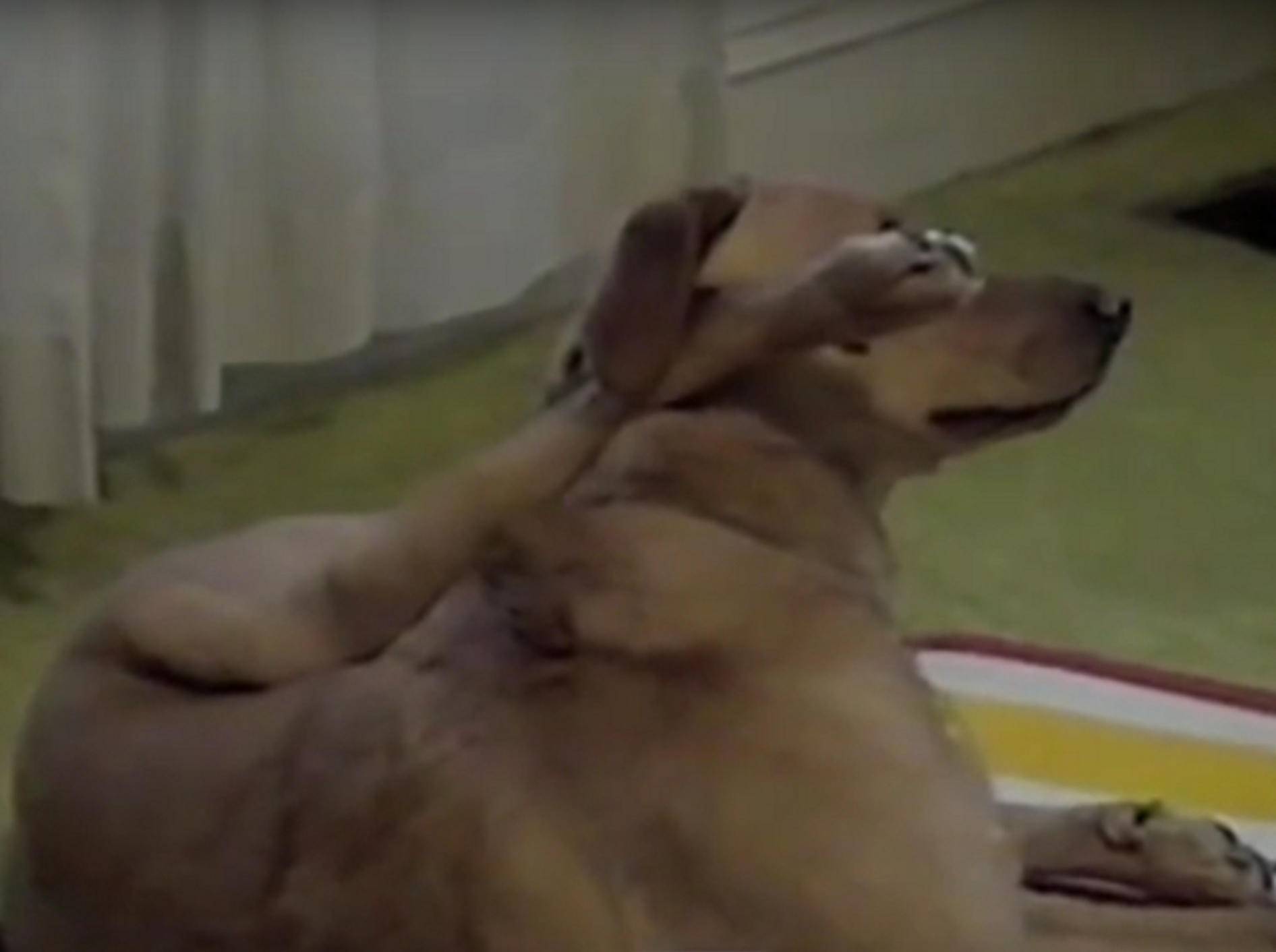 Dieser Hund kann Yoga besser als die meisten Menschen – YouTube / PetTube - Planet's Funniest Animals