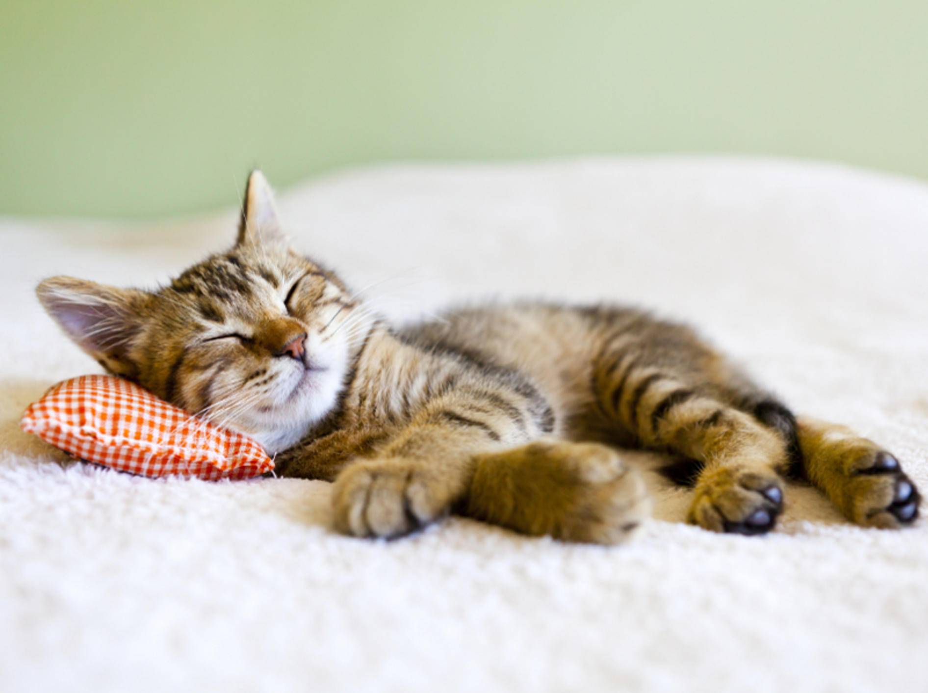 Speziell junge Katzen haben ein vermehrtes Schlafbedürfnis – Shutterstock / MaxyM