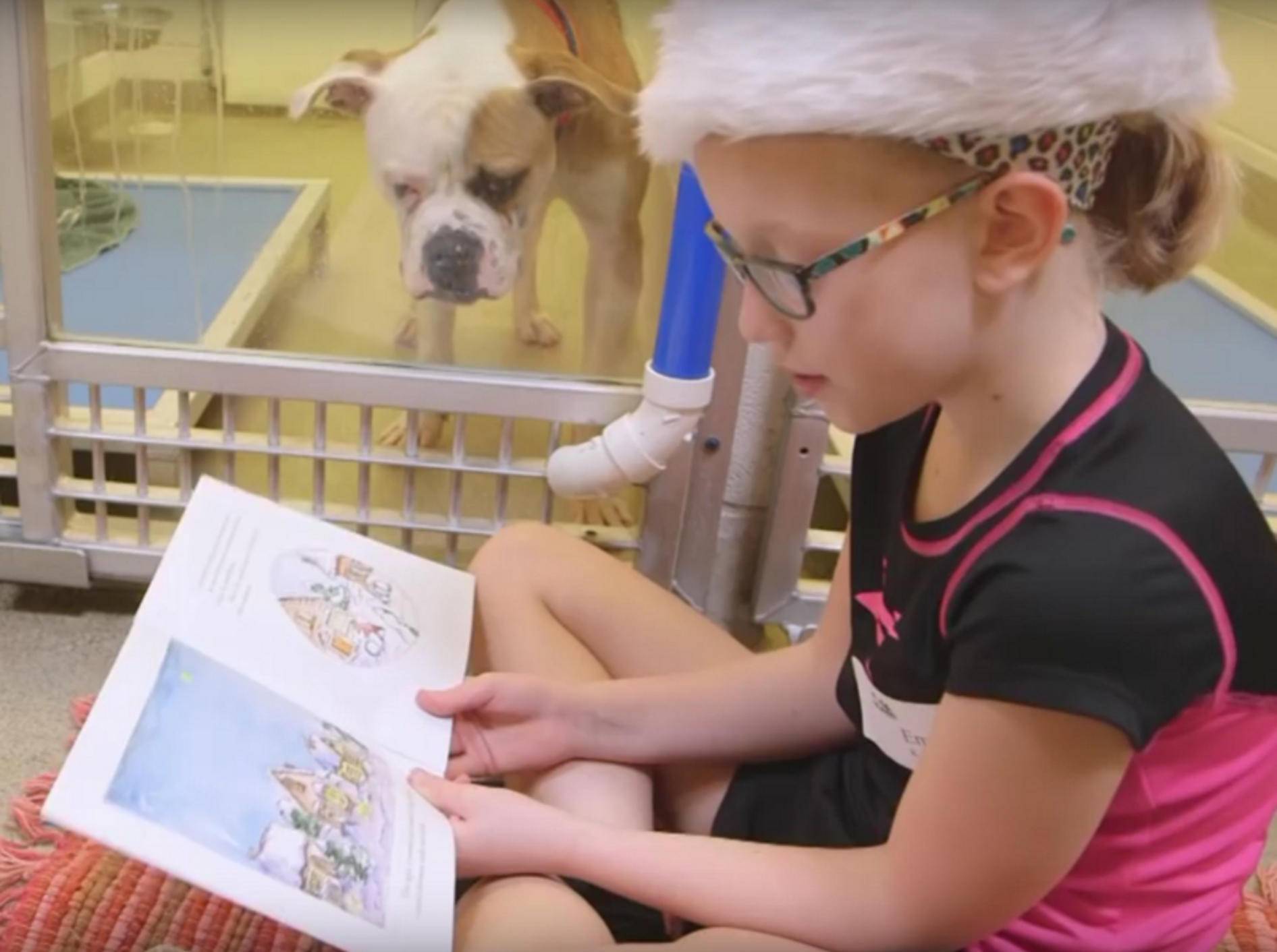 Goldig, wie der Tierheimhund dem kleinen Mädchen beim Lesen zuhört – YouTube / hsmolovesanimals