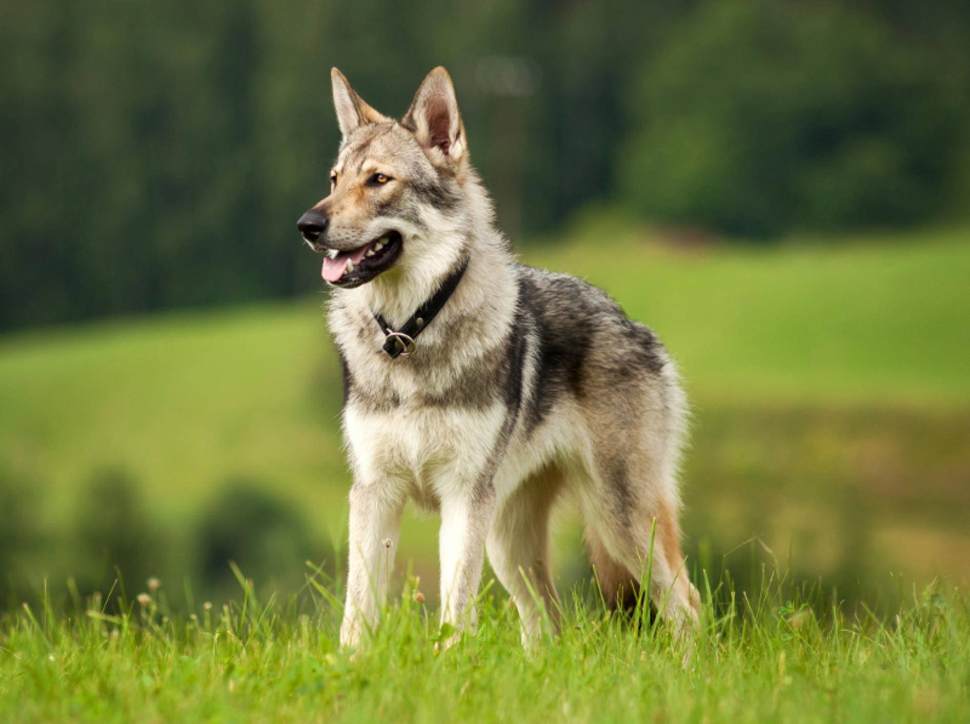 Der wunderbare Tschechoslowakische Wolfshund hat eine ganz besondere, natürliche Ausstrahlung – Shutterstock / gloverk