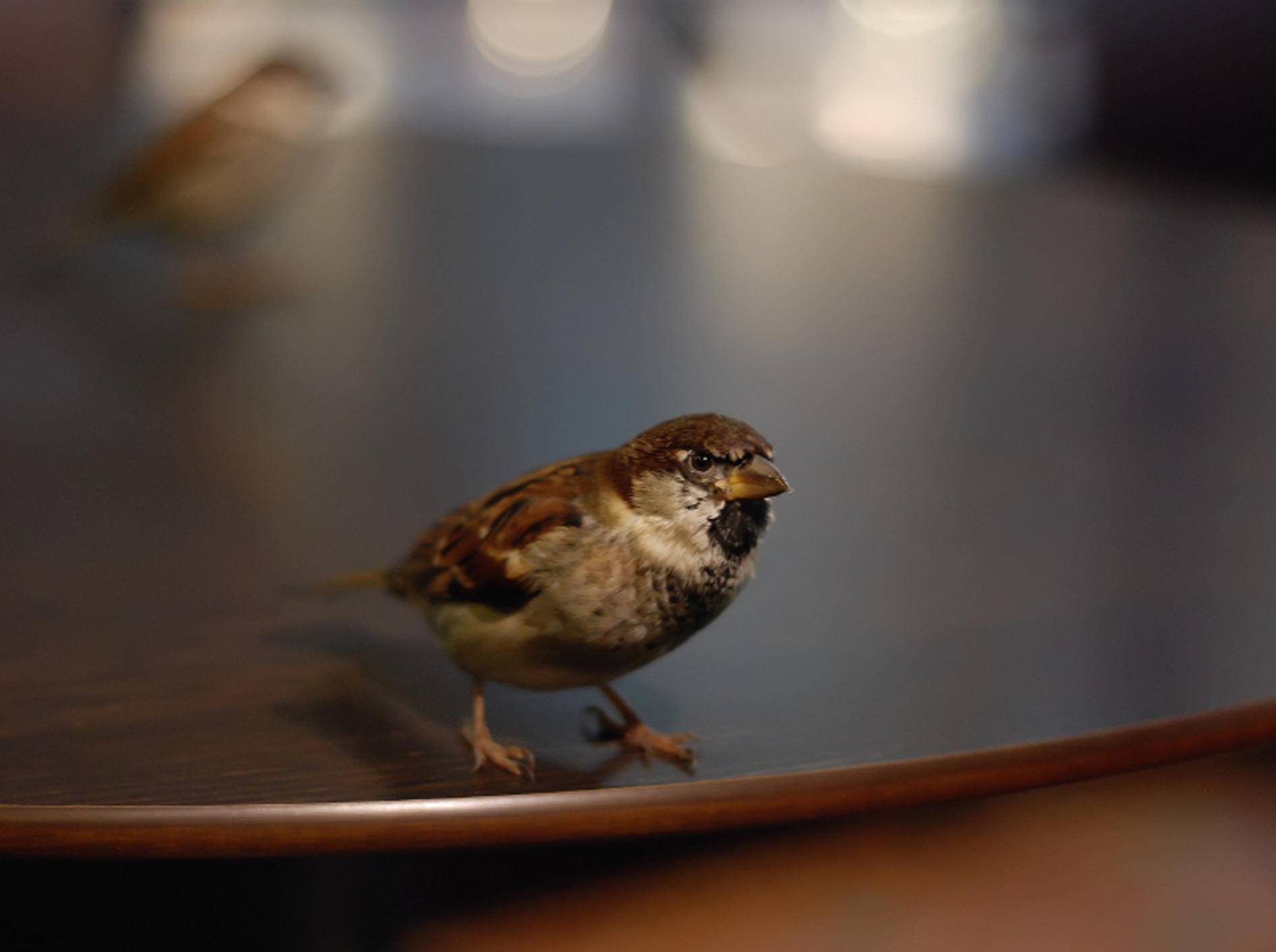 Ist ein Wildvogel in die Wohnung geflogen, findet er mit ein wenig Hilfe von alleine wieder heraus – Shutterstock / Paula kc