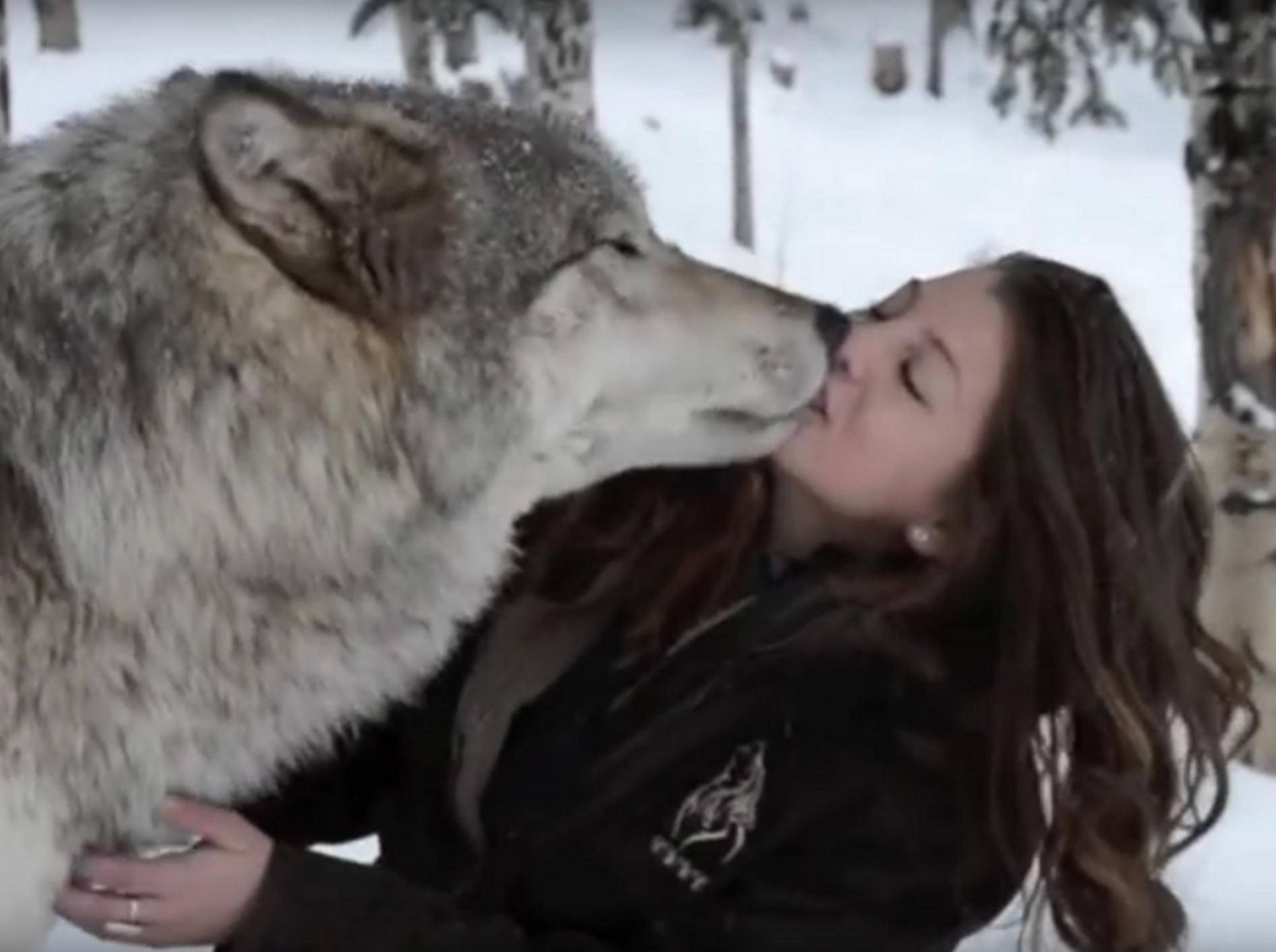 Ein Kuss zwischen zwei Freunden – YouTube / ColoradoWolf&WildlifeCenter
