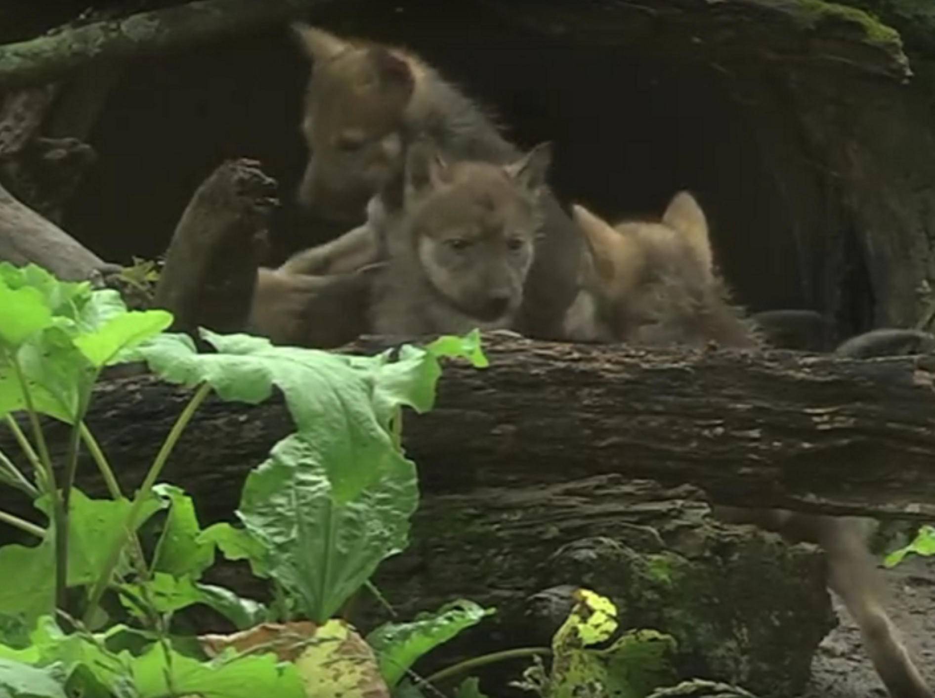 Die kleinen Wolfswelpen erkunden unter dem Schutz ihrer Mutter die Umgebung – YouTube / Brookfield Zoo