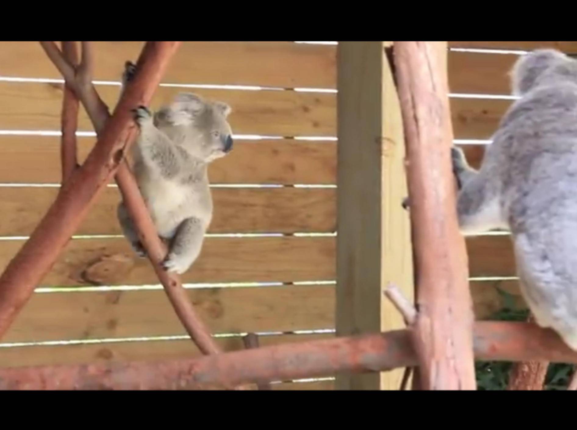 Zwei-Koalas-springen-herum-Symbio Wildlife Park-youtube