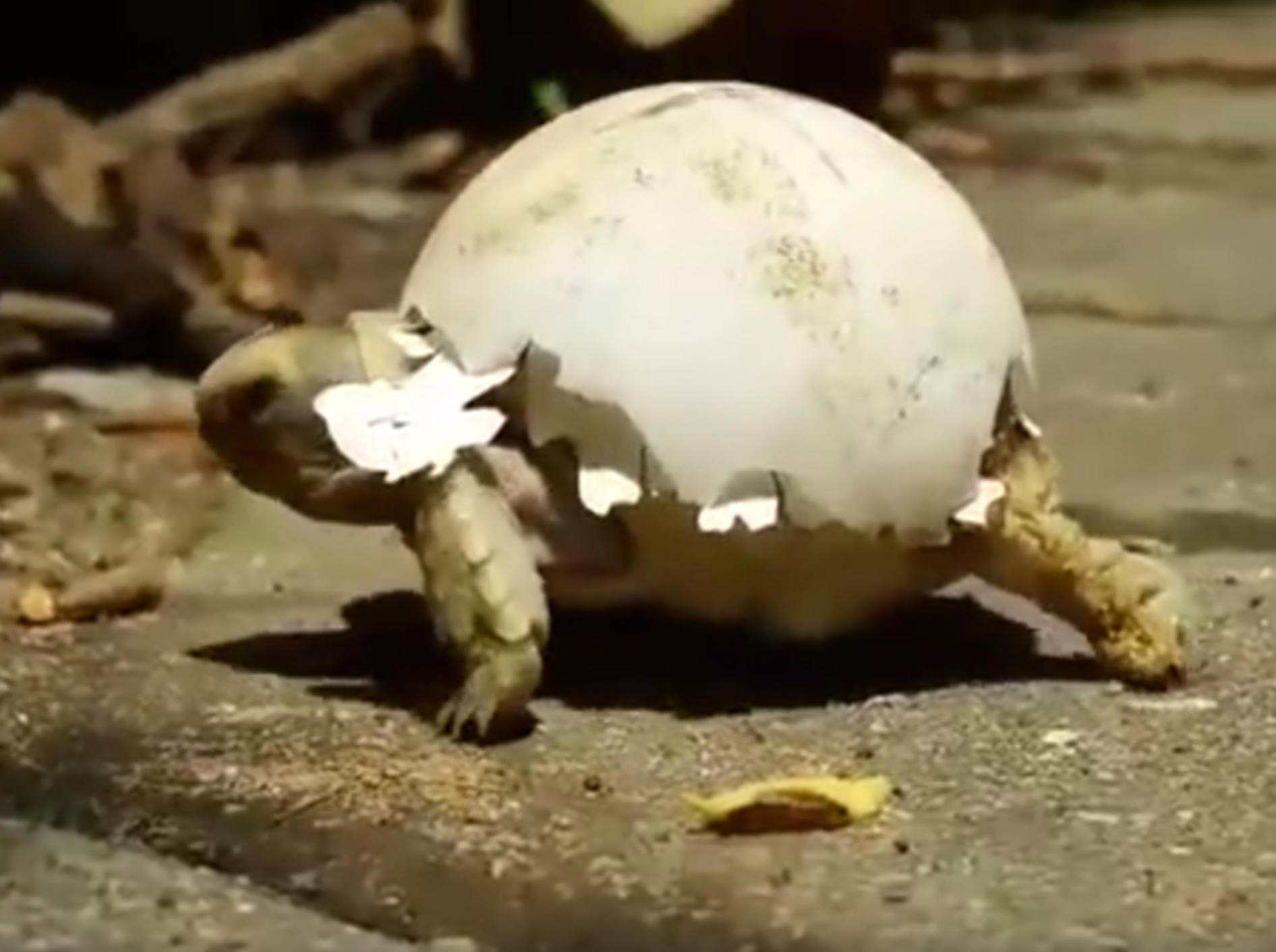 Baby-Schildkröte trägt ihre Eierschale auf dem Rücken spazieren – Youtube / Schildkrötenwelt