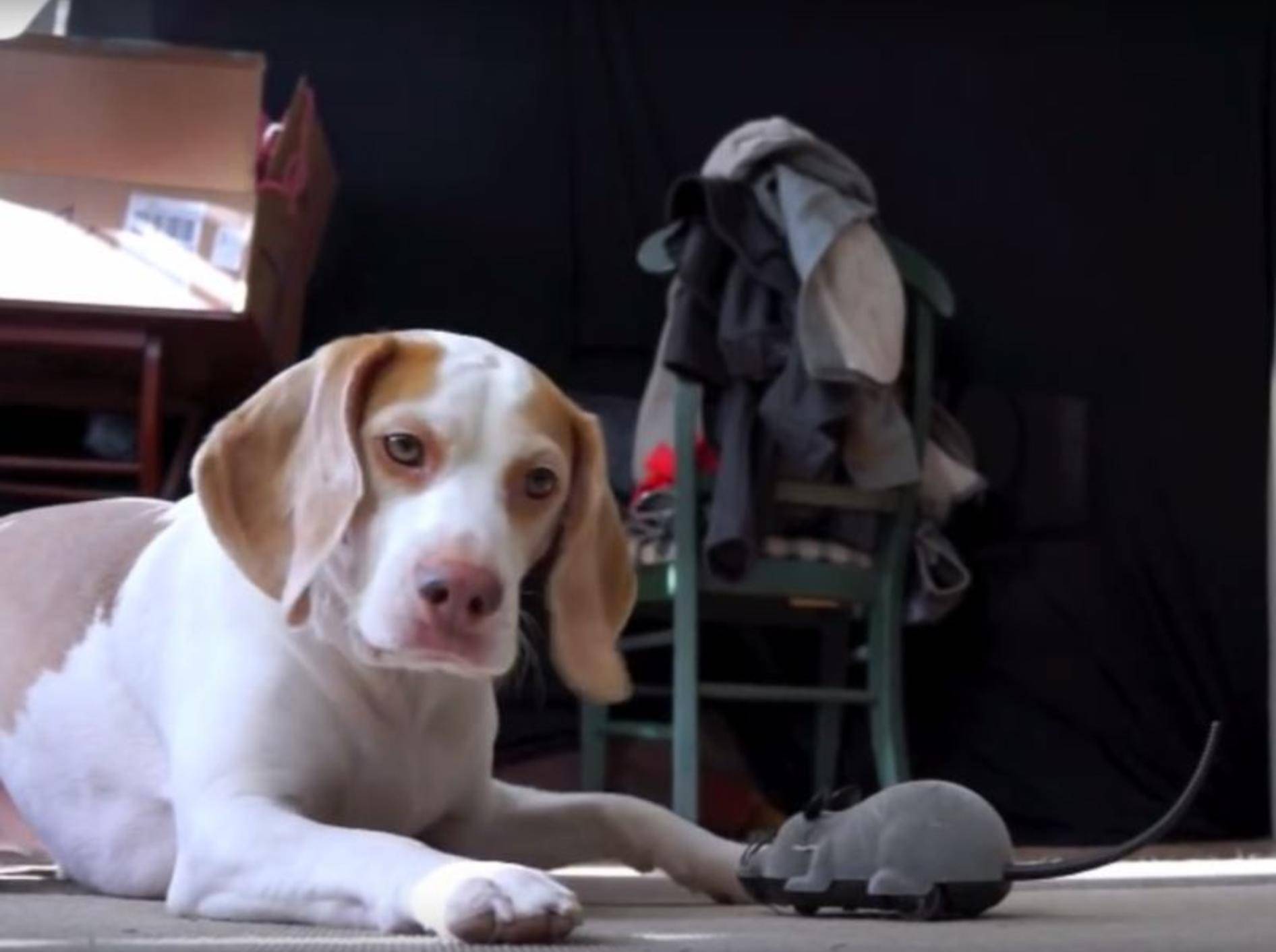 Beagle Maymo spielt mit Plüschtierrobotern – YouTube / Maymo