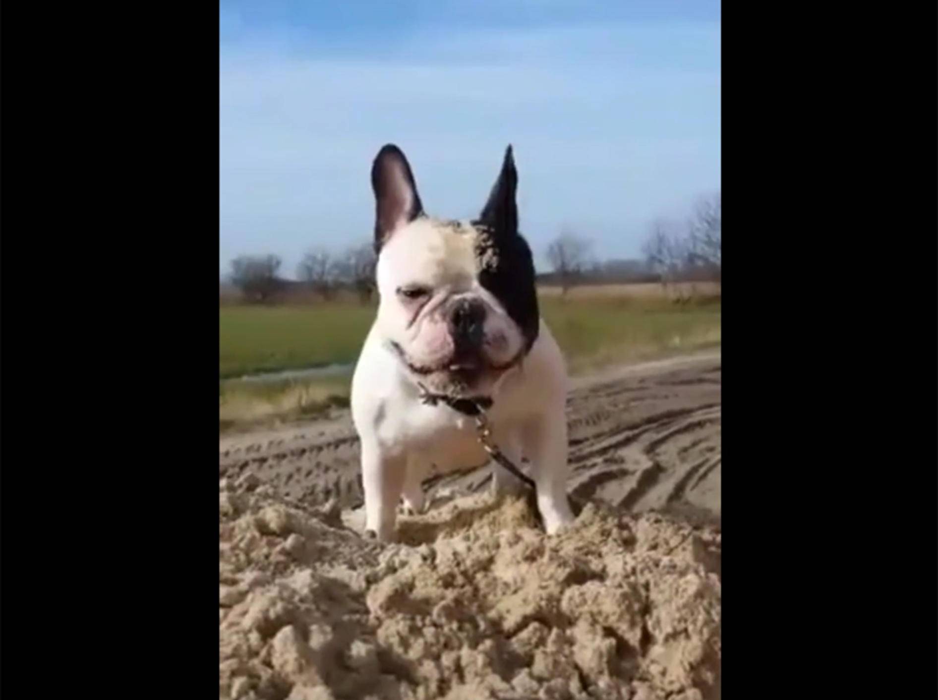 Französische Bulldogge Carlos spielt im Sandhaufen – YouTube / Rumble Viral