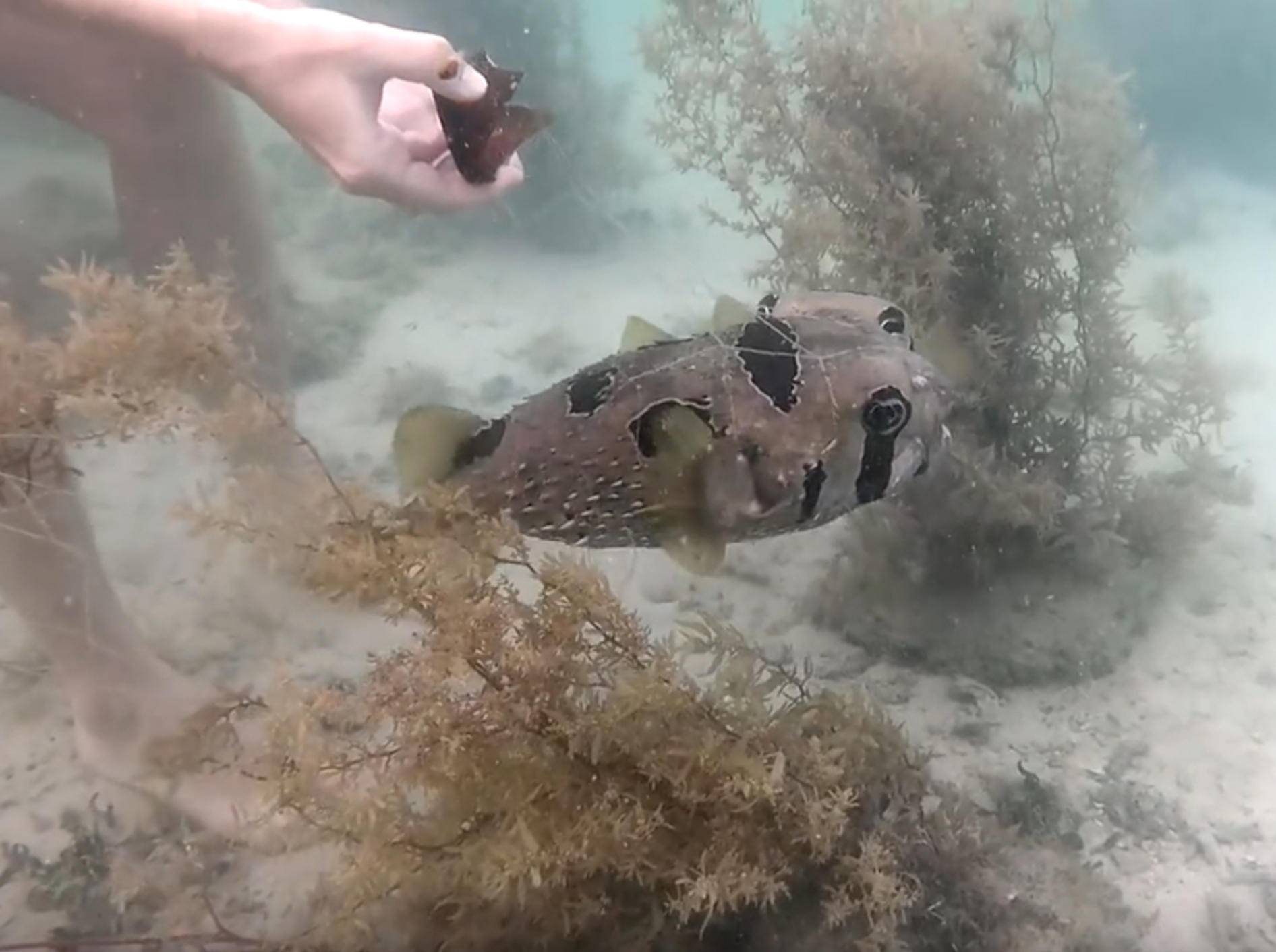 Taucher befreien Igelfisch aus Netz – YouTube / core sea