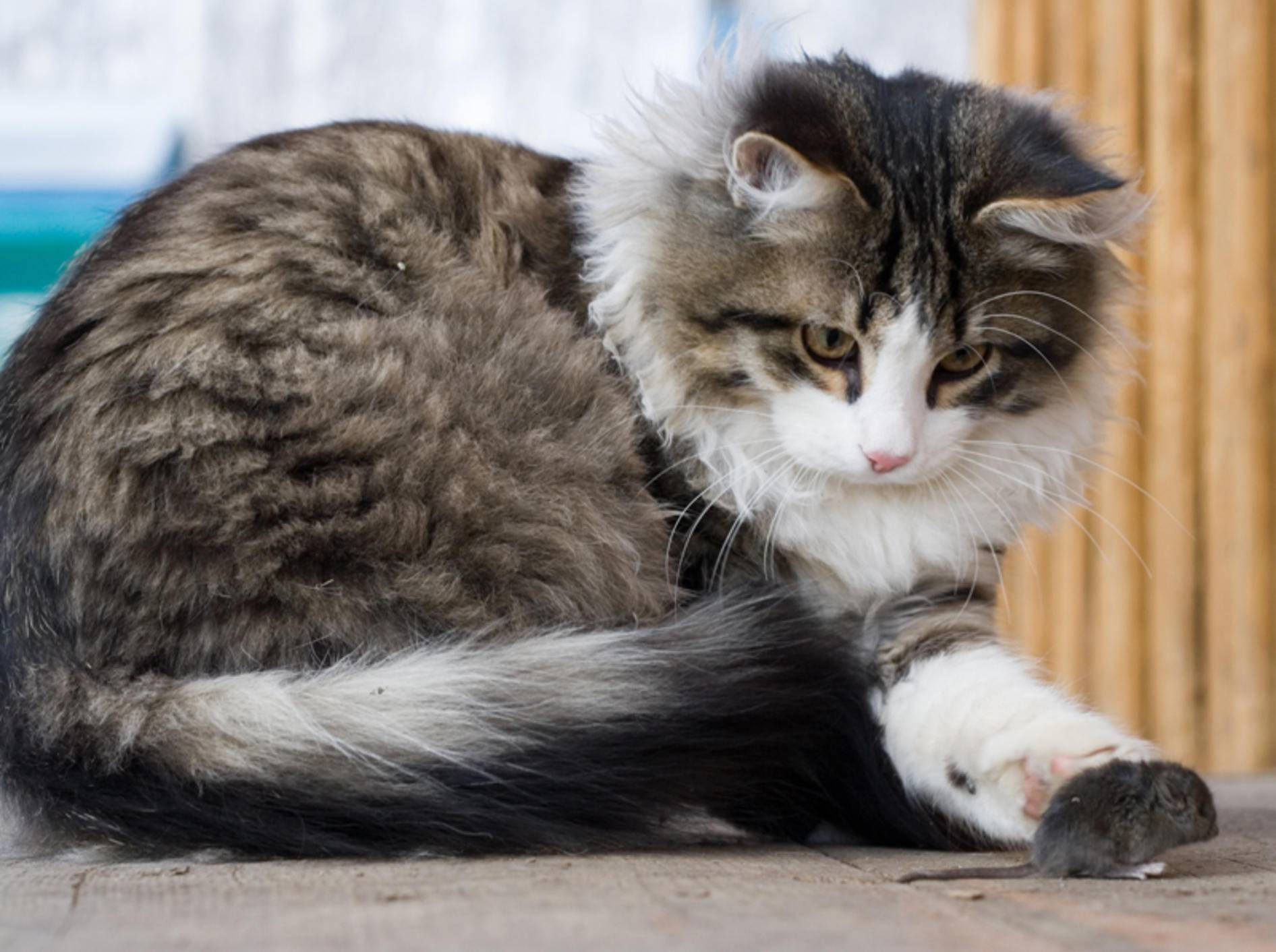 "Hab dich!": Junge Katze bei der Mäusejagd – Shutterstock / Andrey Stratilatov