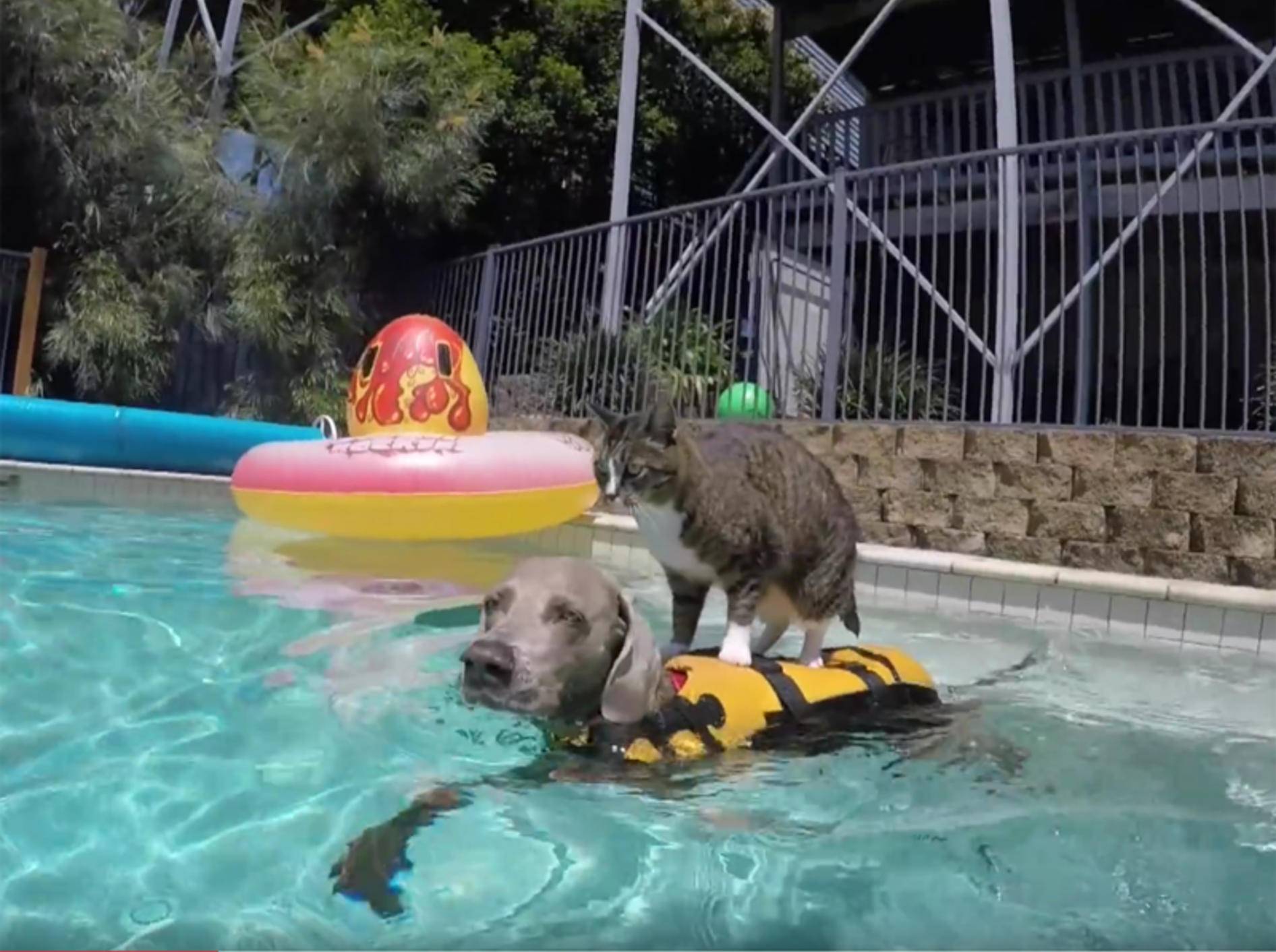 Katze Didga und Hund Ice surfen im Swimmingpool – YouTube / CATMANTOO