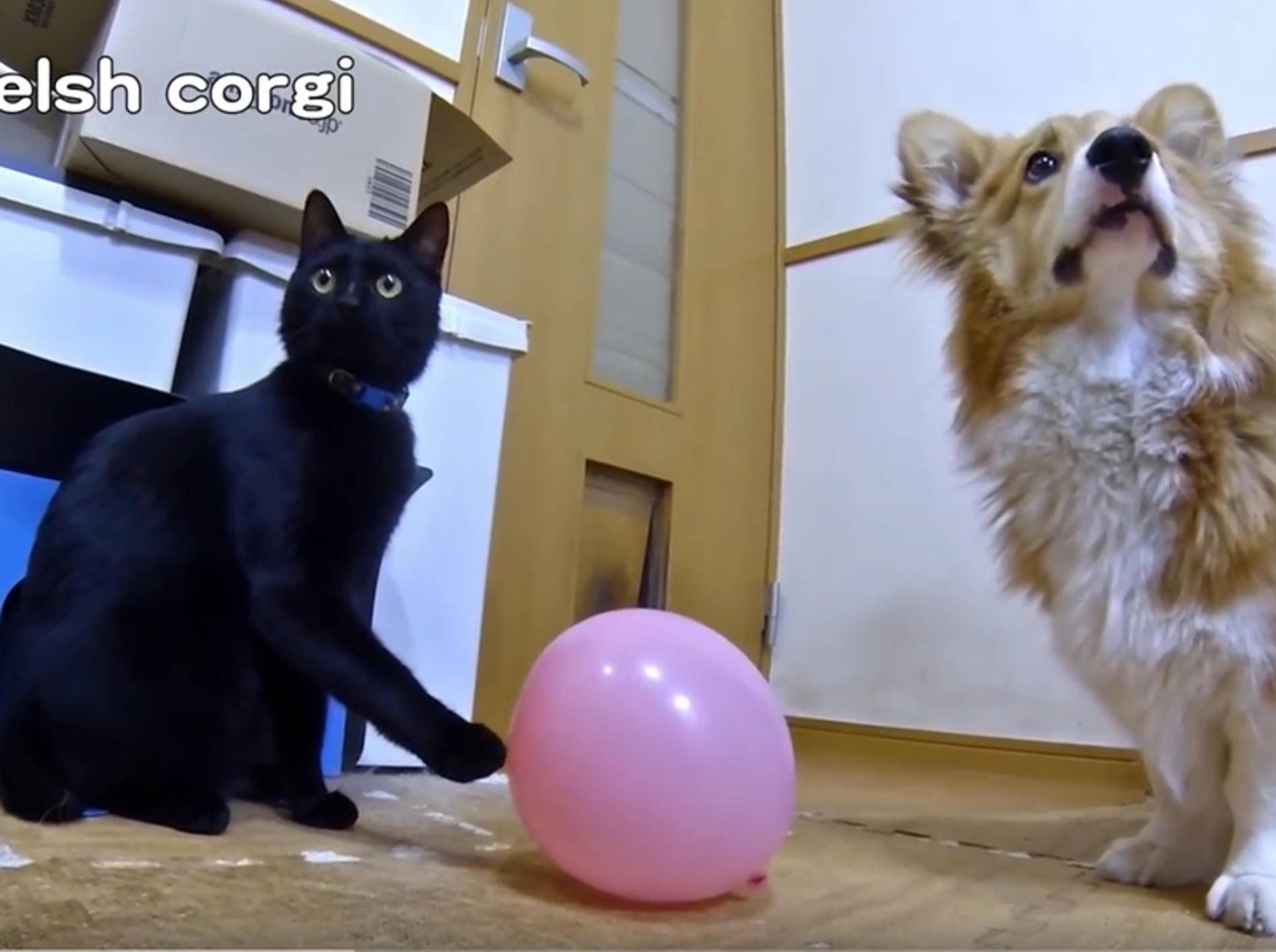 Corgi Roku und Kätzchen Kuro spielen mit Ballon – YouTube / Goro@Welsh corgi