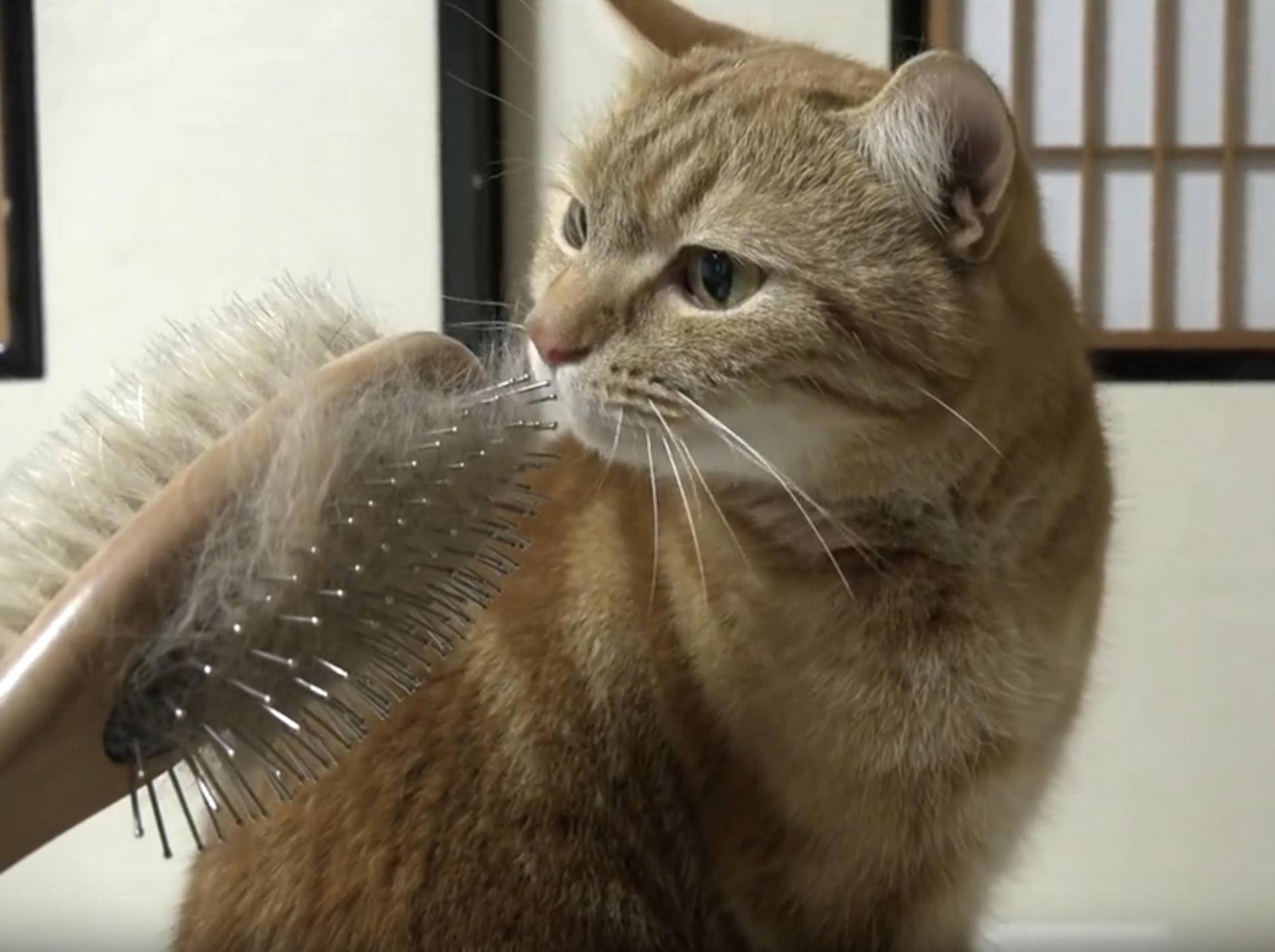 Katzenfreunde genießen die Fellpflege – YouTube / 10 Cats.