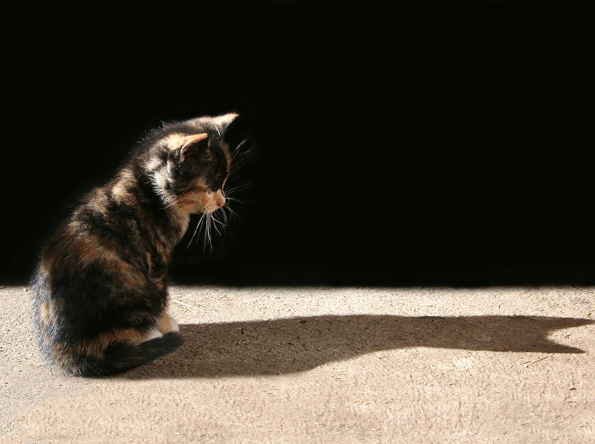 Diese kleine Glückskatze findet: "Jede Katze ist etwas Besonderes!" – Shutterstock / Joy Brown