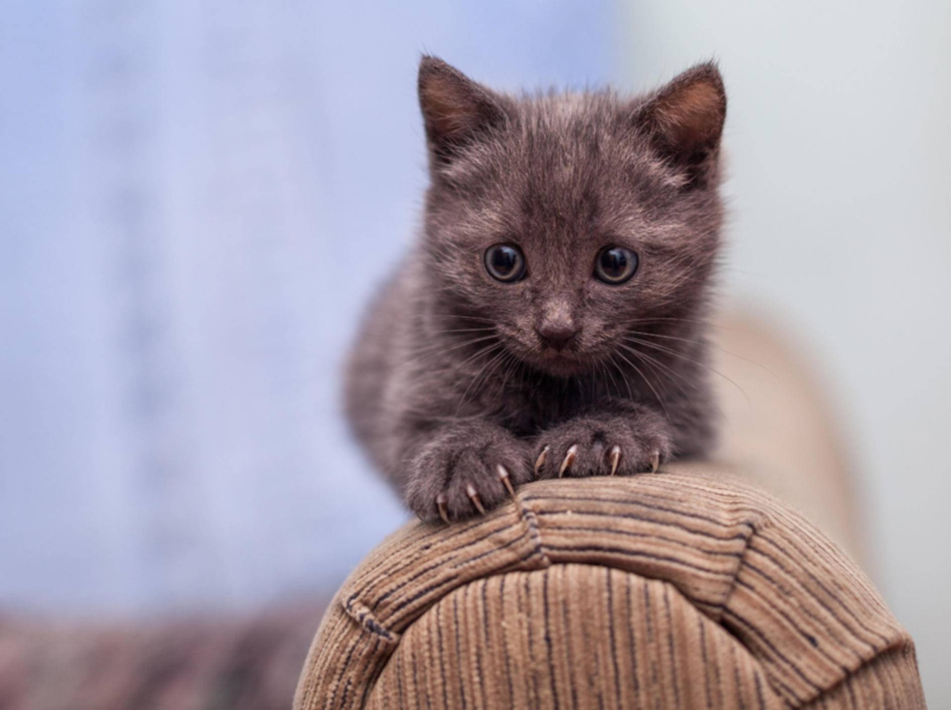 Auch kleine Katzen müssen lernen, mit ihren Krallen als Werkzeug richtig umzugehen – Shutterstock / Andrey Khusnutdinov