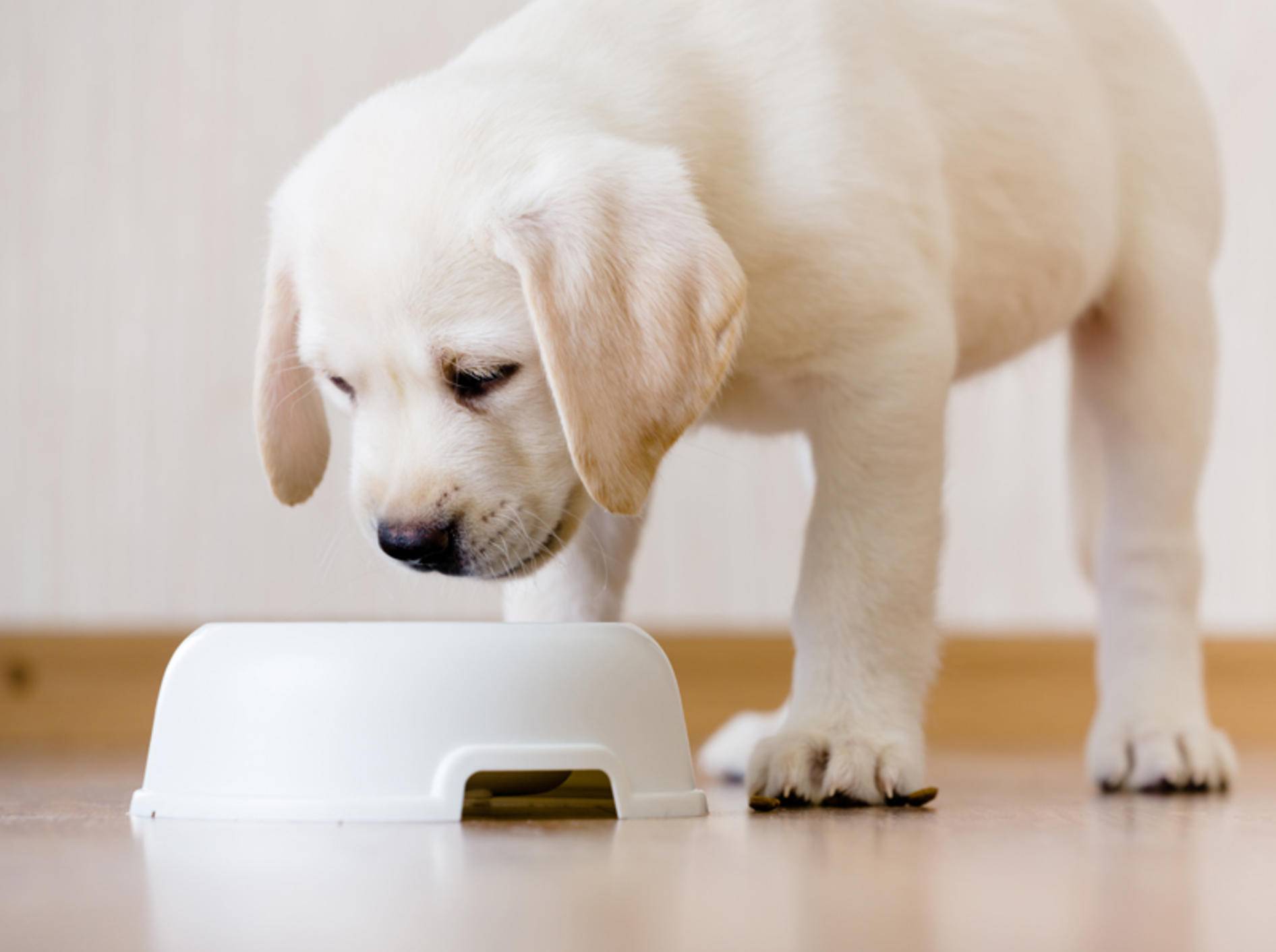 Labrador-Welpen brauchen ein anderes Futter als erwachsene Hunde – Shutterstock / Karramba Production