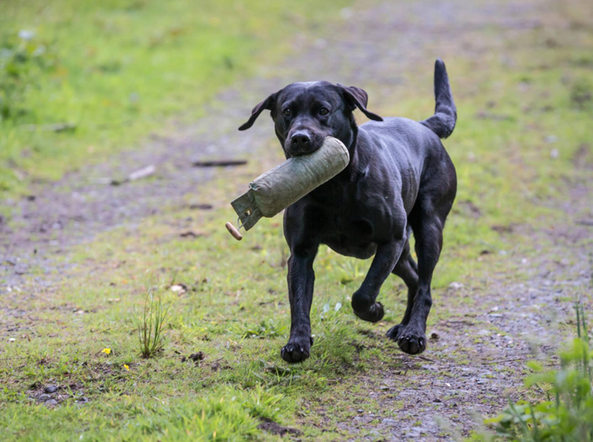 Dummytraining und Apportieren machen diesem Labrador einen Riesenspaß! – Shutterstock / Daz Stock