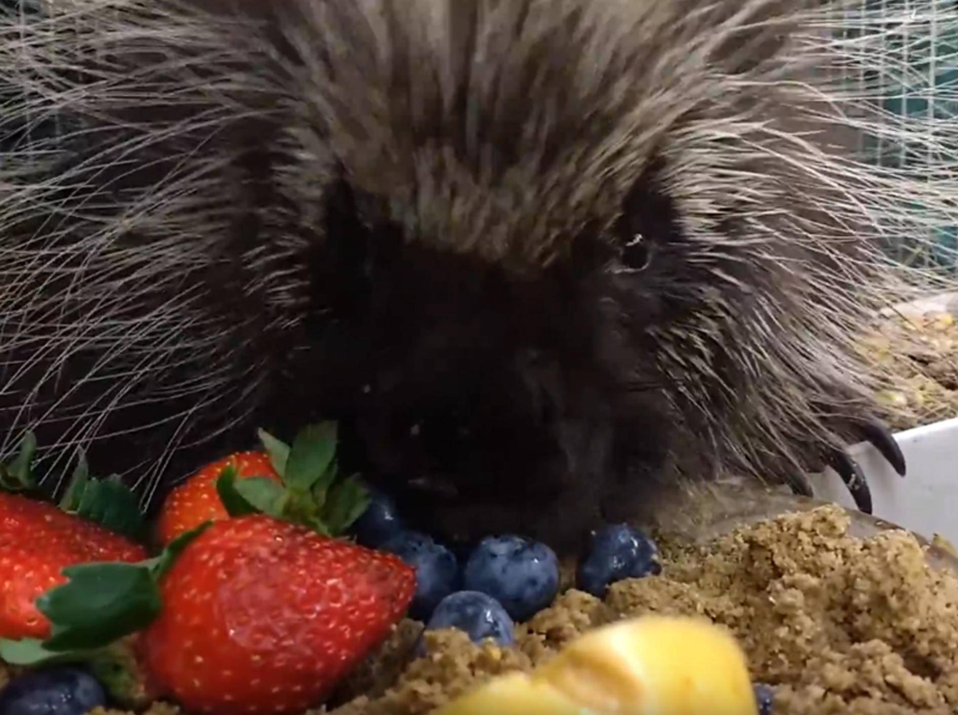 Stachelschwein tut sich an Obststückchen gütlich – YouTube / Cara Contardi