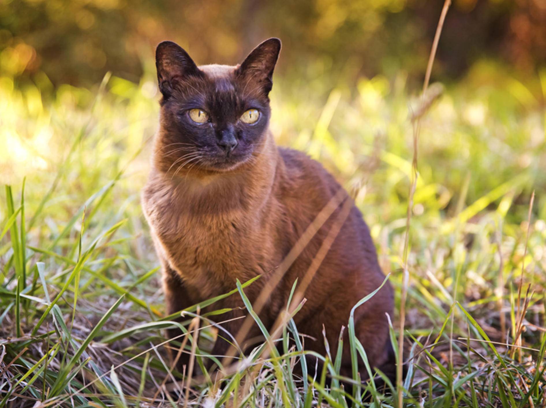 Schön und elegant: Aber die Burma-Katze braucht auch eine spezielle Ernährung – Shutterstock/jojosmb