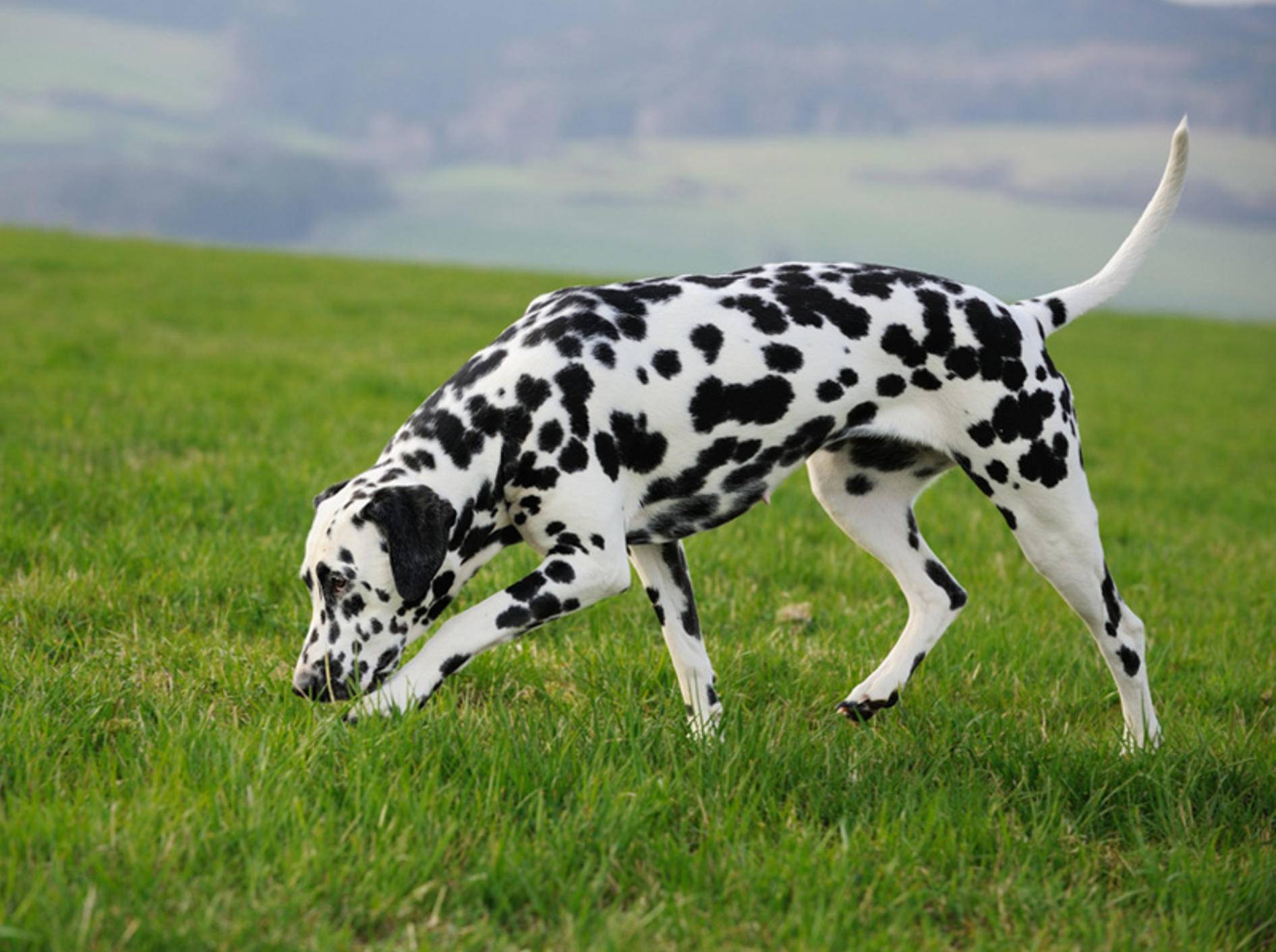 Damit Ihr Hund sicher durchs Gras schnüffeln kann, ist Anti-Giftköder-Training wichtig – anetapics/Shutterstock