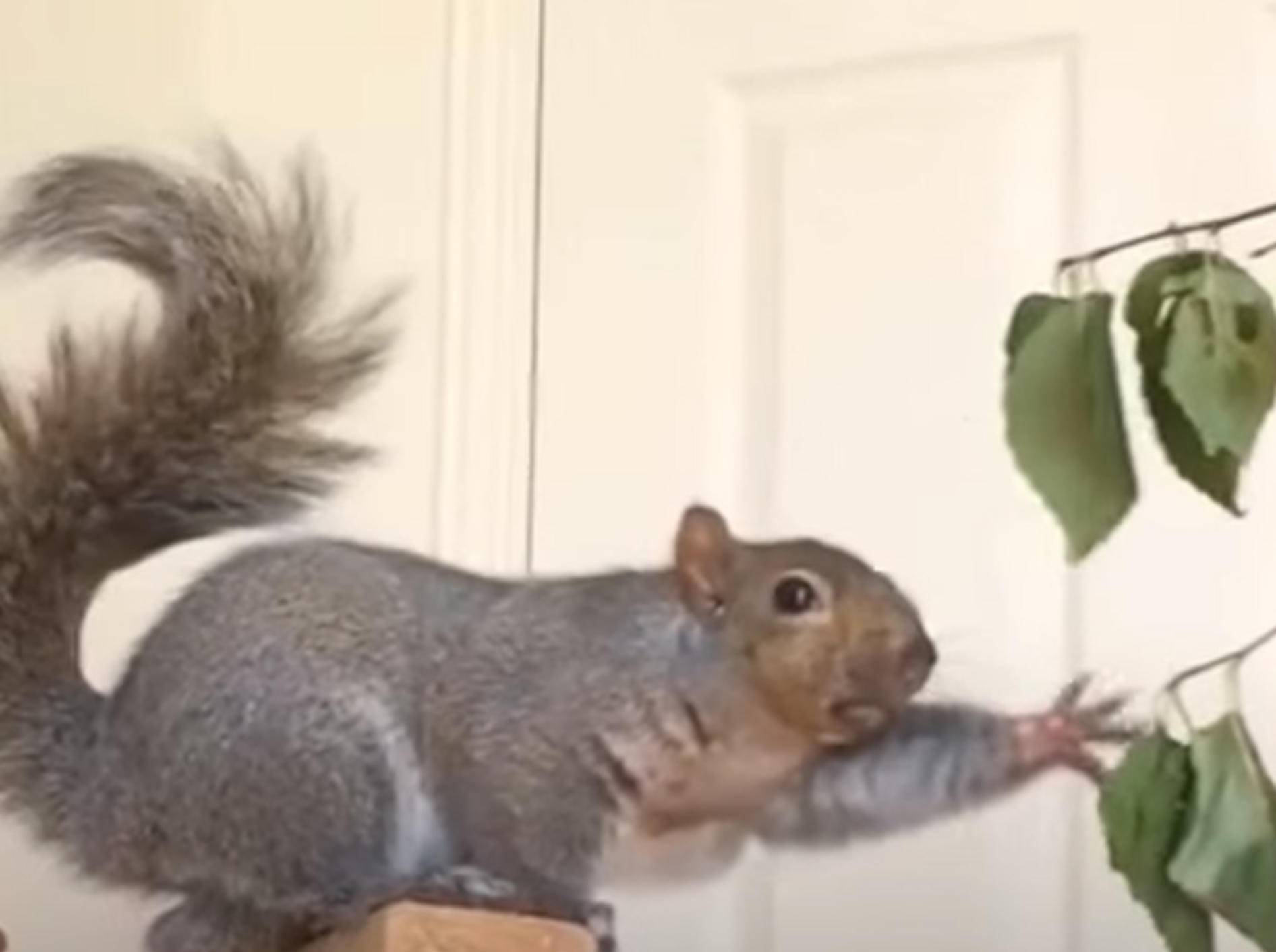 Gerettetes Eichhörnchen macht auf Entertainer – Bild: YouTube / The Dodo