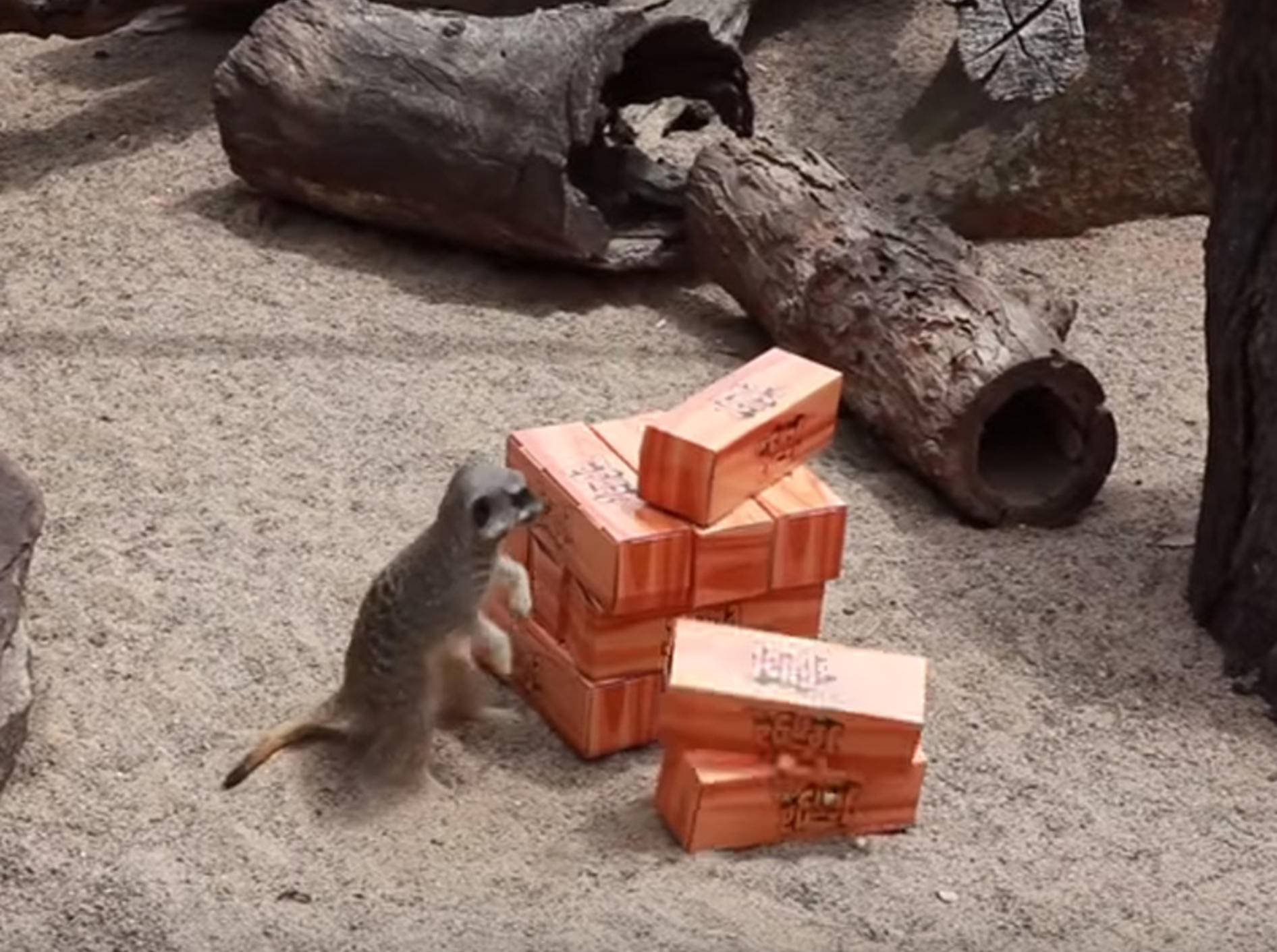 Ohne Plan: Ermännchen spielen Jenga – Bild: YouTube / Symbio Wildlife Park