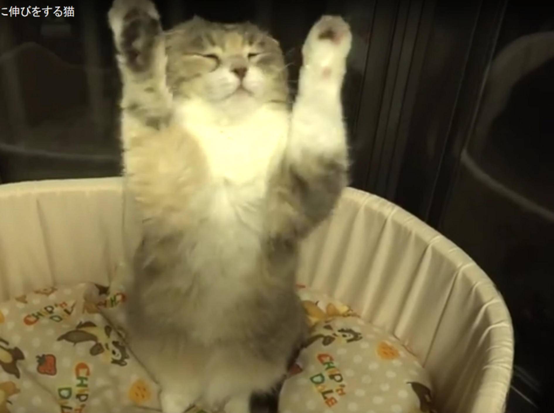 Wie Menschen dehnen und strecken sich diese Katzen – wie gemütlich es aussieht! – YouTube / 10 Cats.