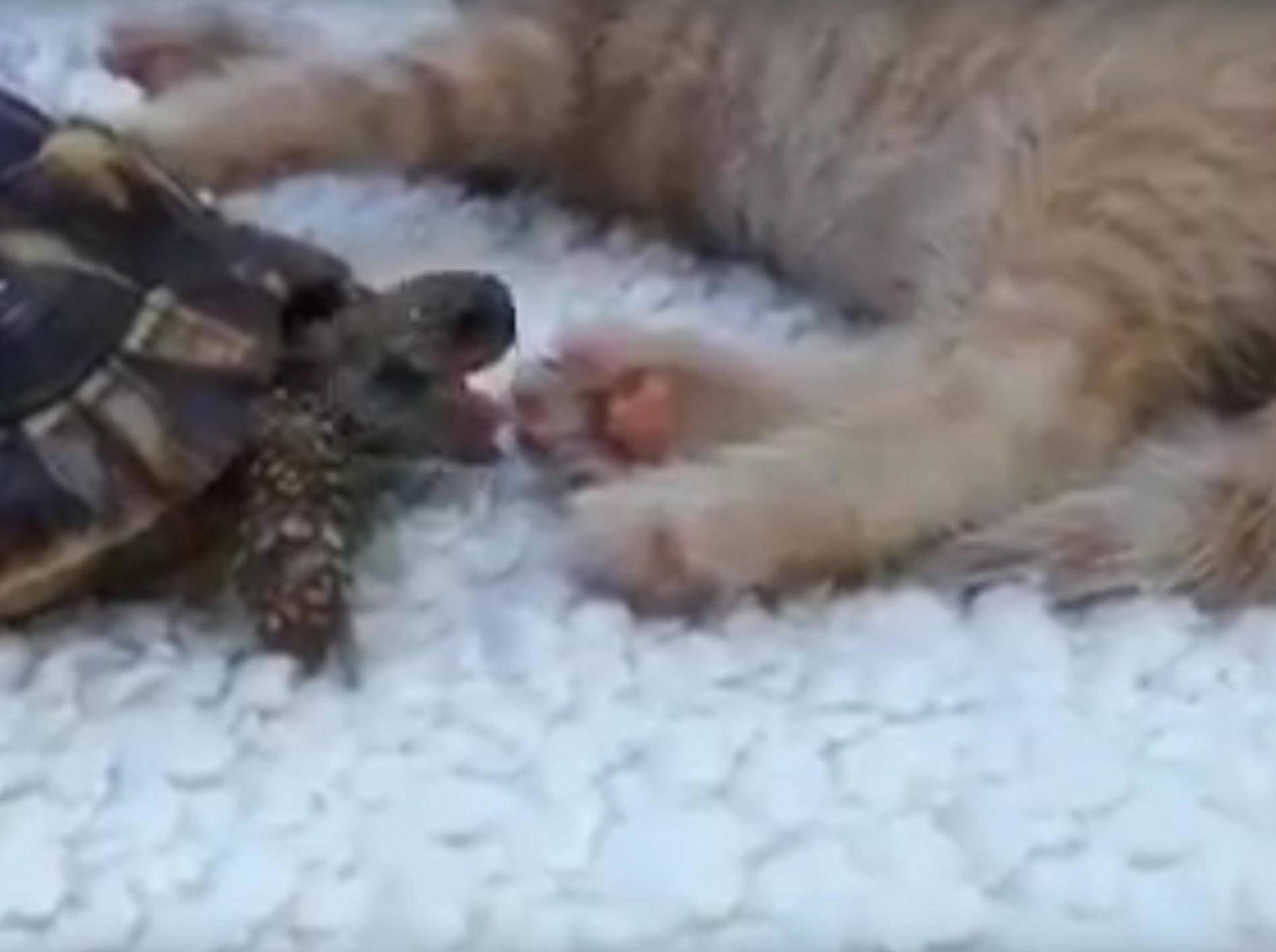 Offenbar schmecken Katzenpfoten lecker – doch keine Angst, hier wird niemand verletzt – e-funnyanimals / YouTube
