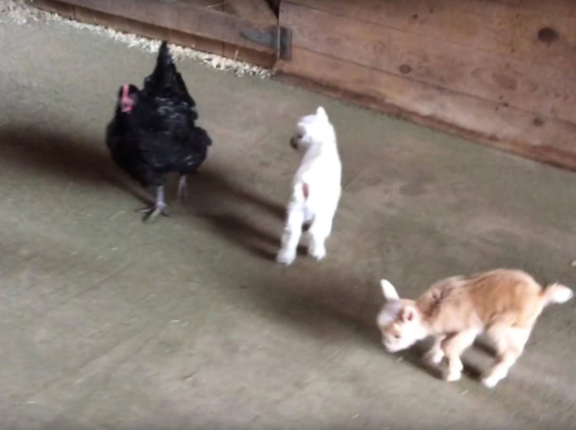 Wie goldig die Zicklein um ihre Babysitterin Helga das Huhn herumtollen – YouTube / Sunflower Farm Creamery