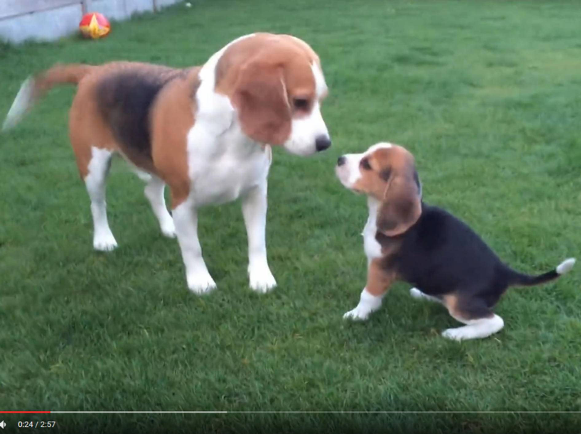 Großer Beagle Louie lernt seine kleine "Schwester" Marie kennen – YouTube / Louie The Beagle