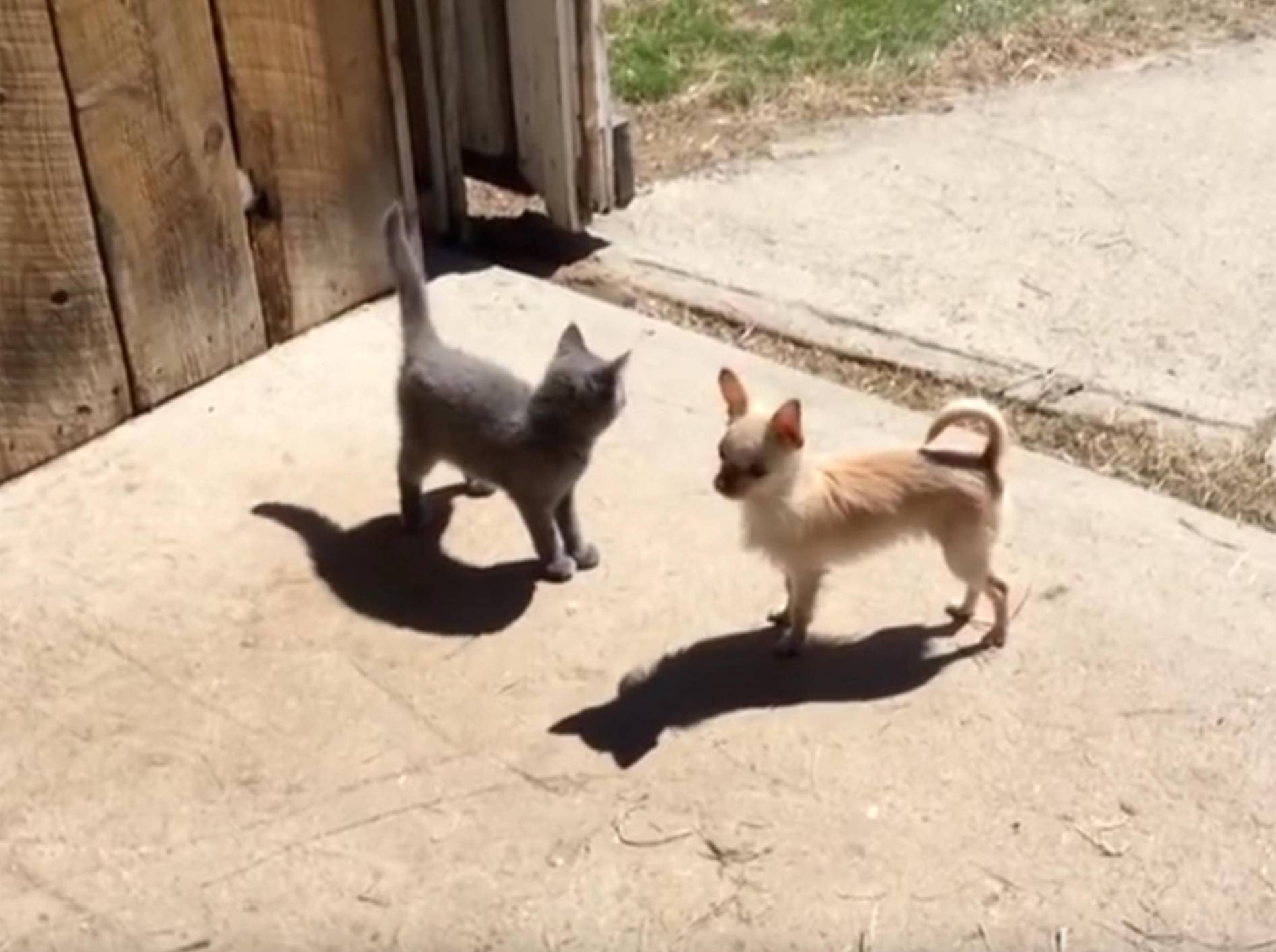 Putziger Chihuahua Lola spielt Verstecken mit den Kätzchen – YouTube / Sunflower Farm Creamery