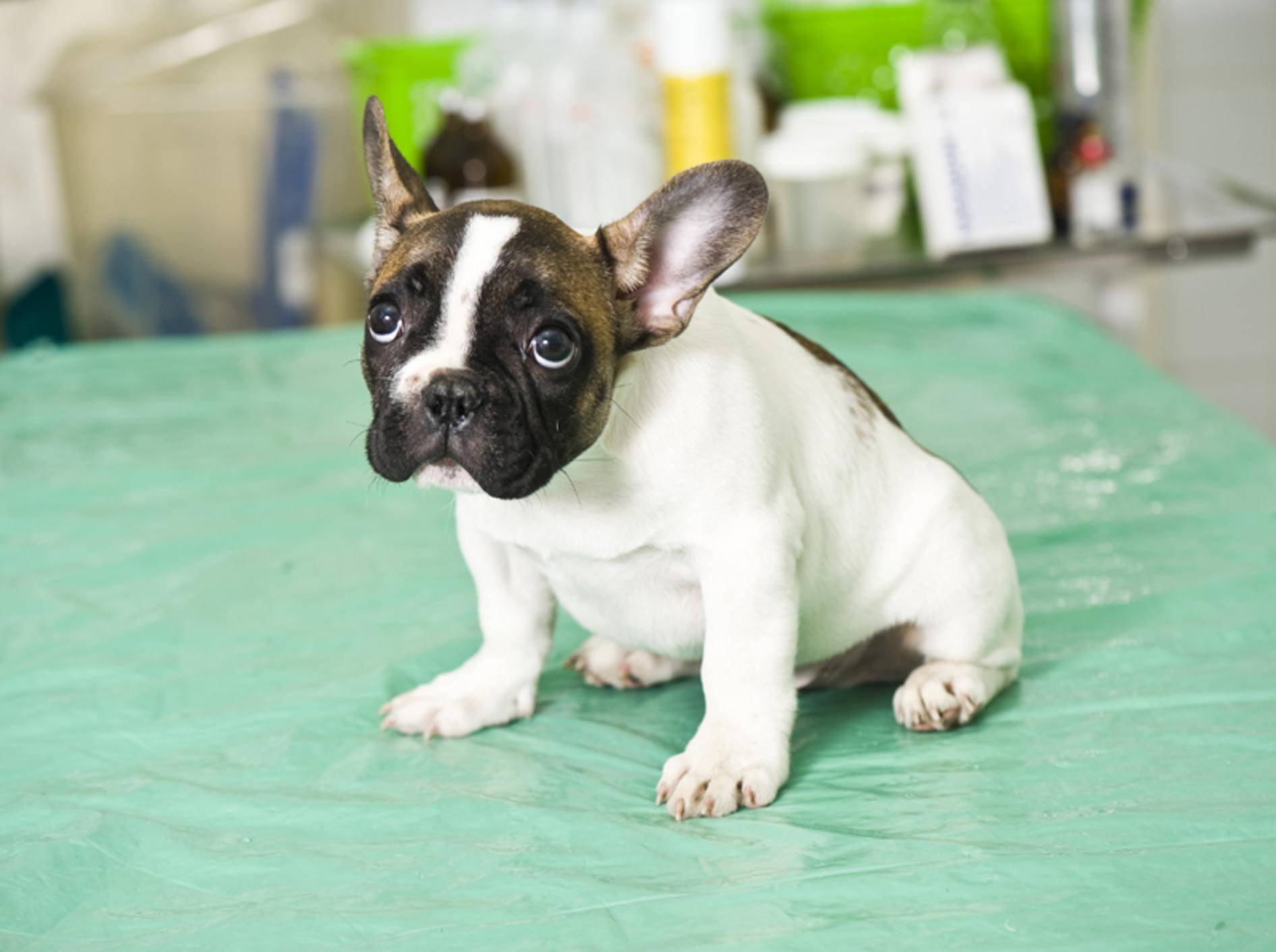 Leidet ein Hund an einer Blasenentzündung, ist dies ein Fall für den Tierarzt – Shutterstock / Kachalkina Veronika