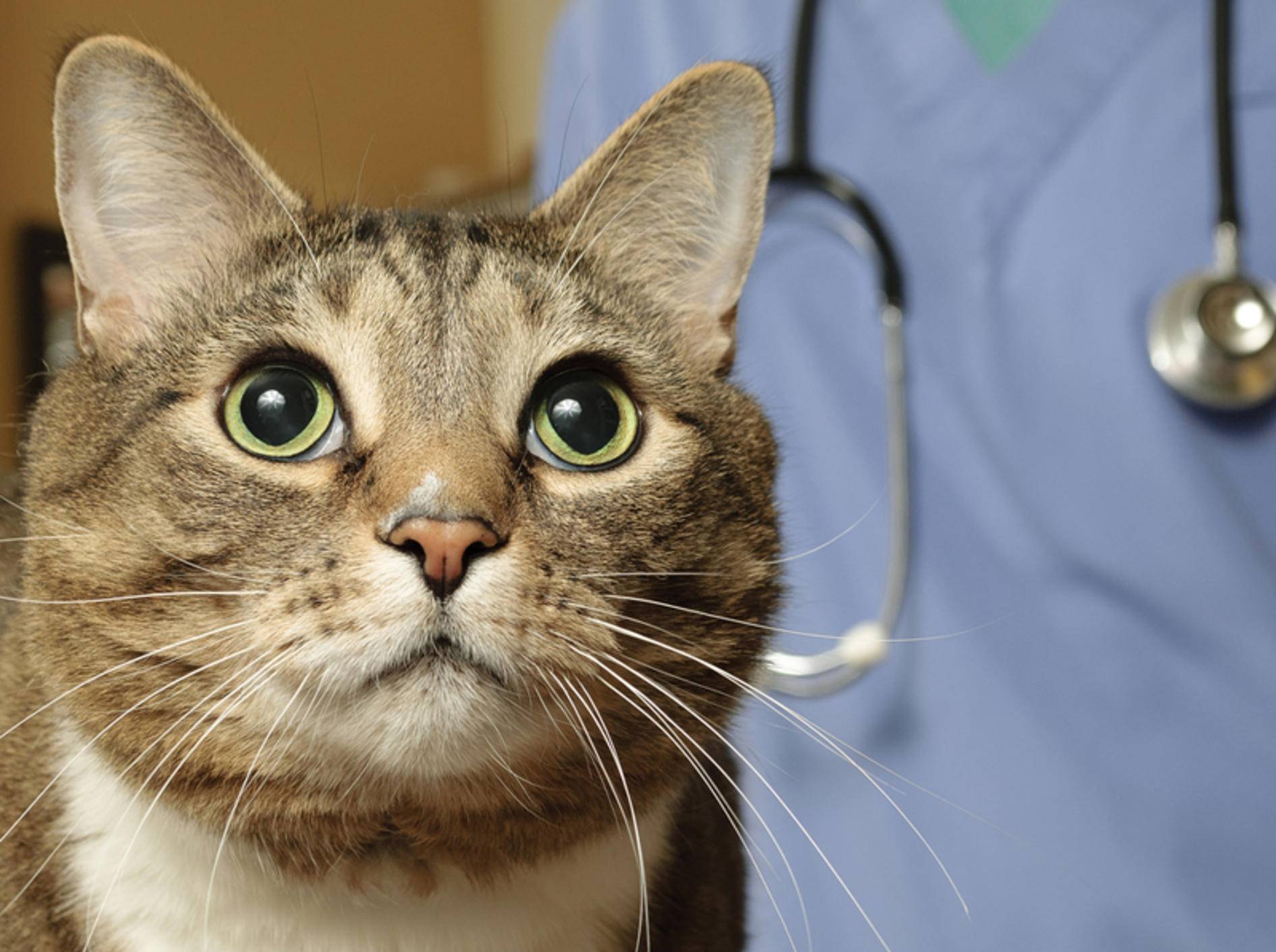 Zum Wohl des Augenlichts Ihrer Katze, sollten Sie regelmäßig beim Tierarzt den Blutdruck checken lassen – Shutterstock/Mr.Nikon