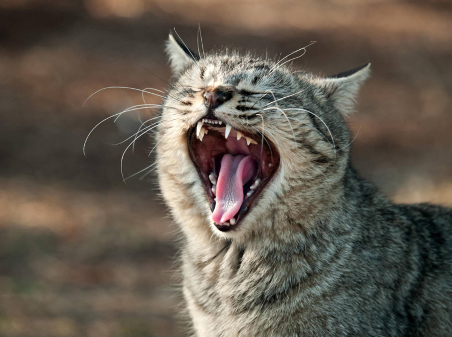 Die Zähne lassen keinen Zweifel: Katzen sind Raubtiere – Shutterstock / Seiji