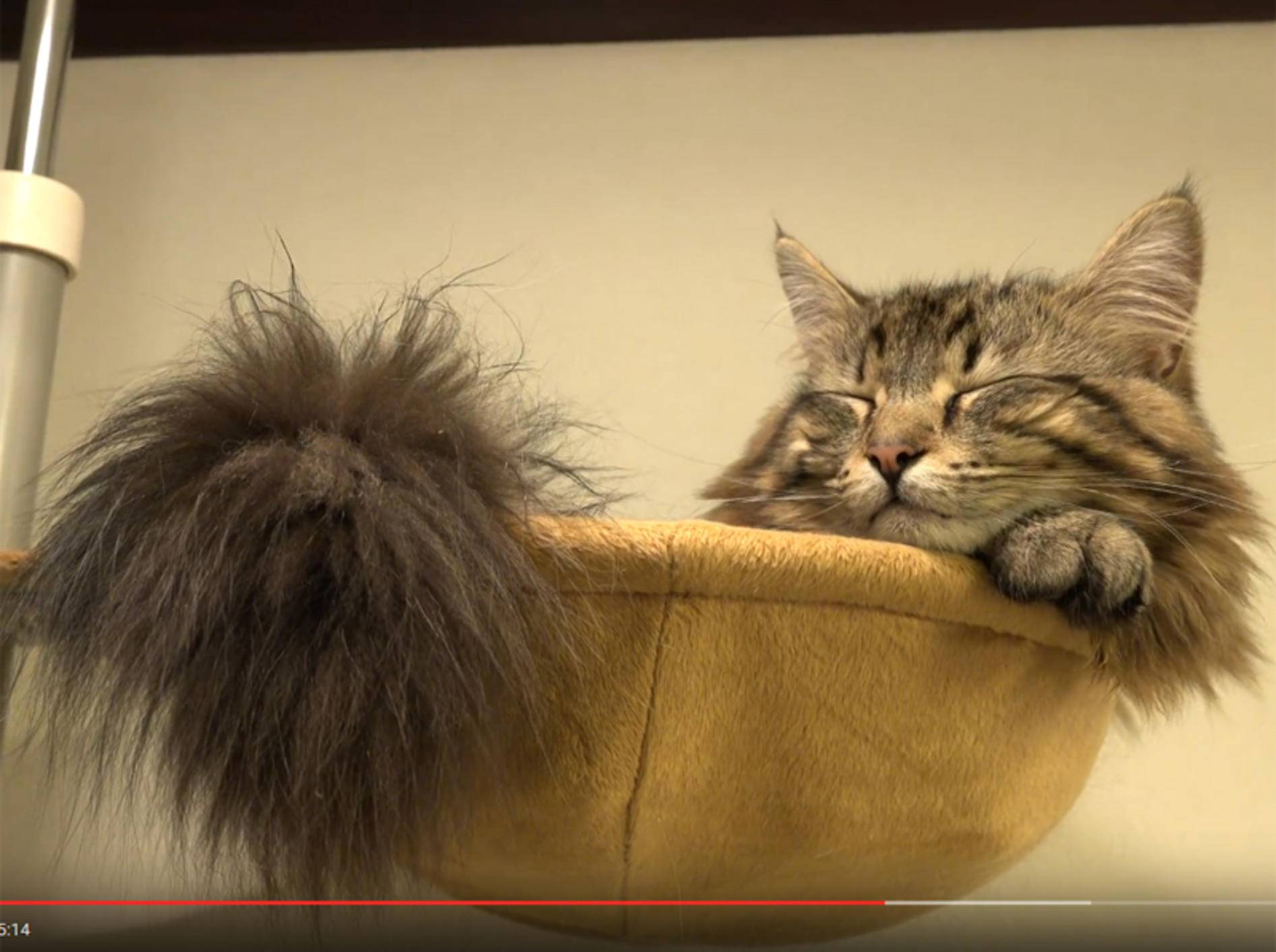 Flauschkaterchen Osamu ist ein Jahr alt geworden – YouTube / 10 Cats.