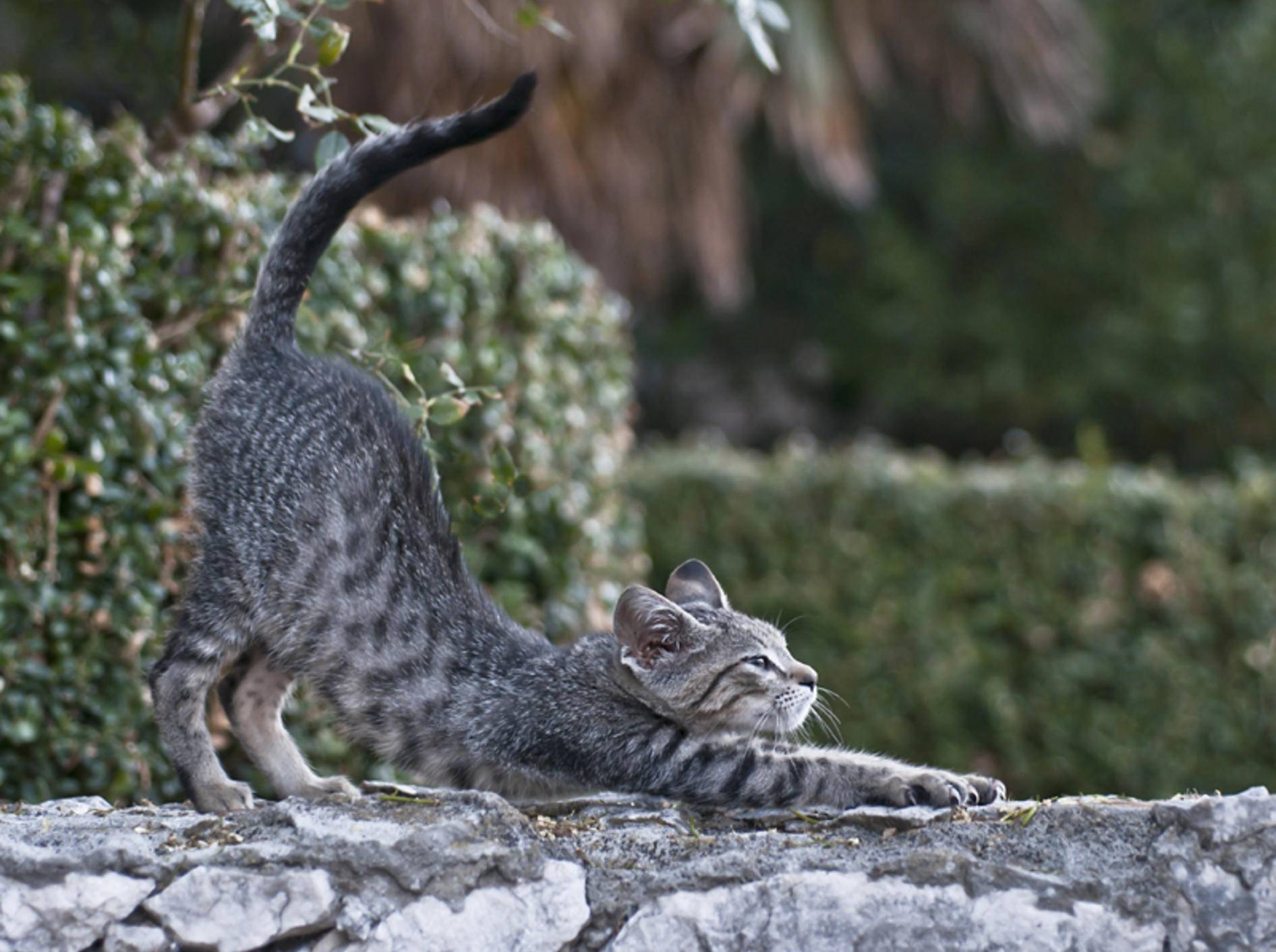 Wenn Katzen ihren Plüschpopo in die Höhe recken, fühlen sie sich in der Regel wohl – Shutterstock / bodorka